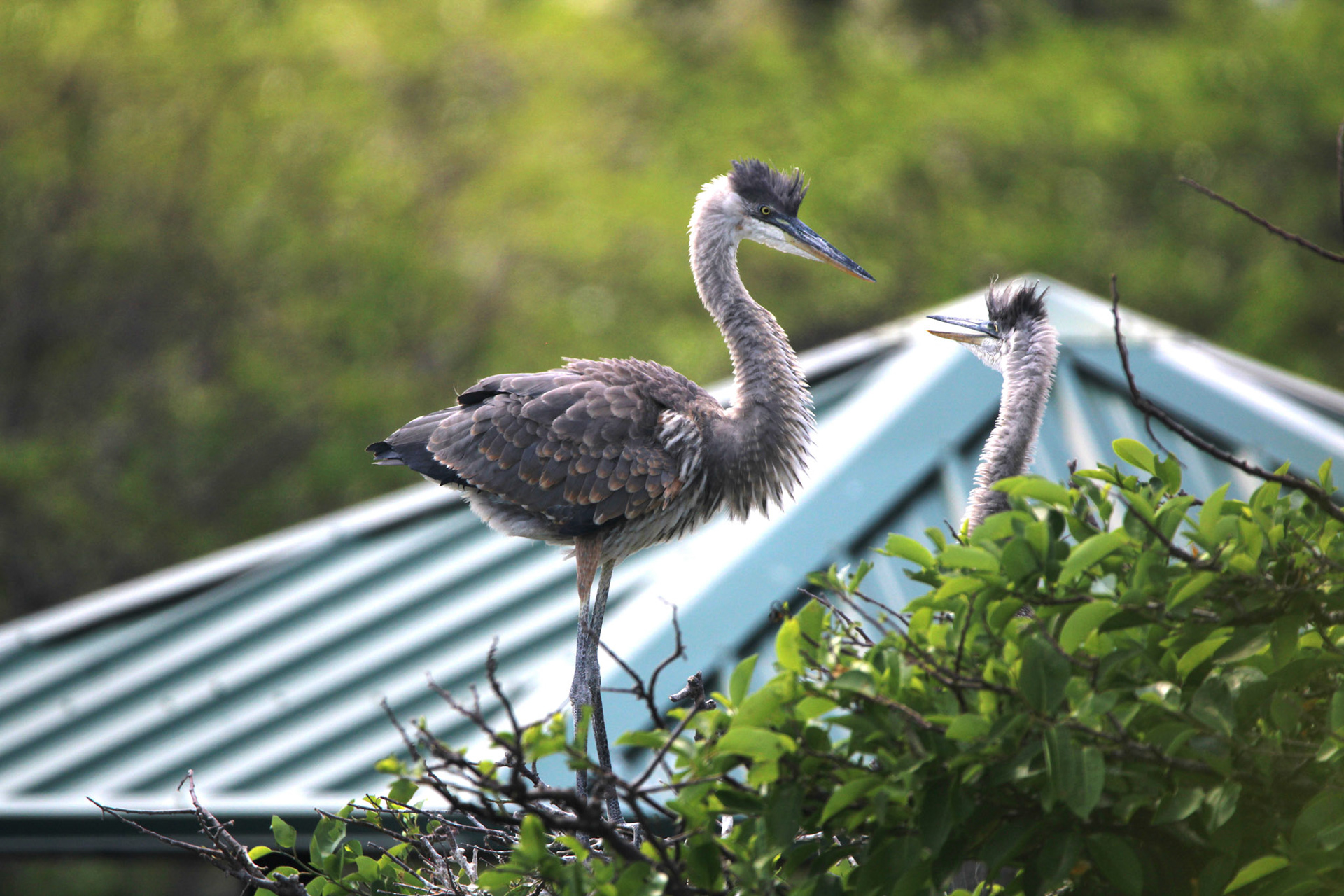 Great Blue Heron - Wakodahatchee Wetlands