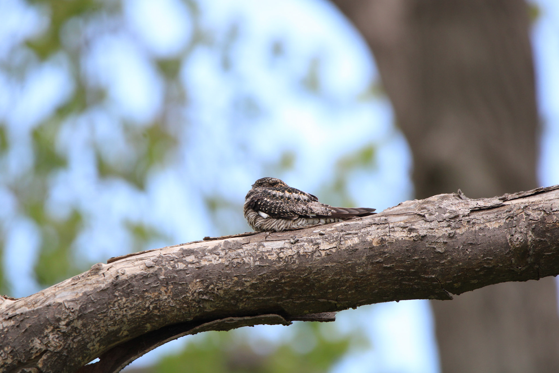 Common Nighthawk