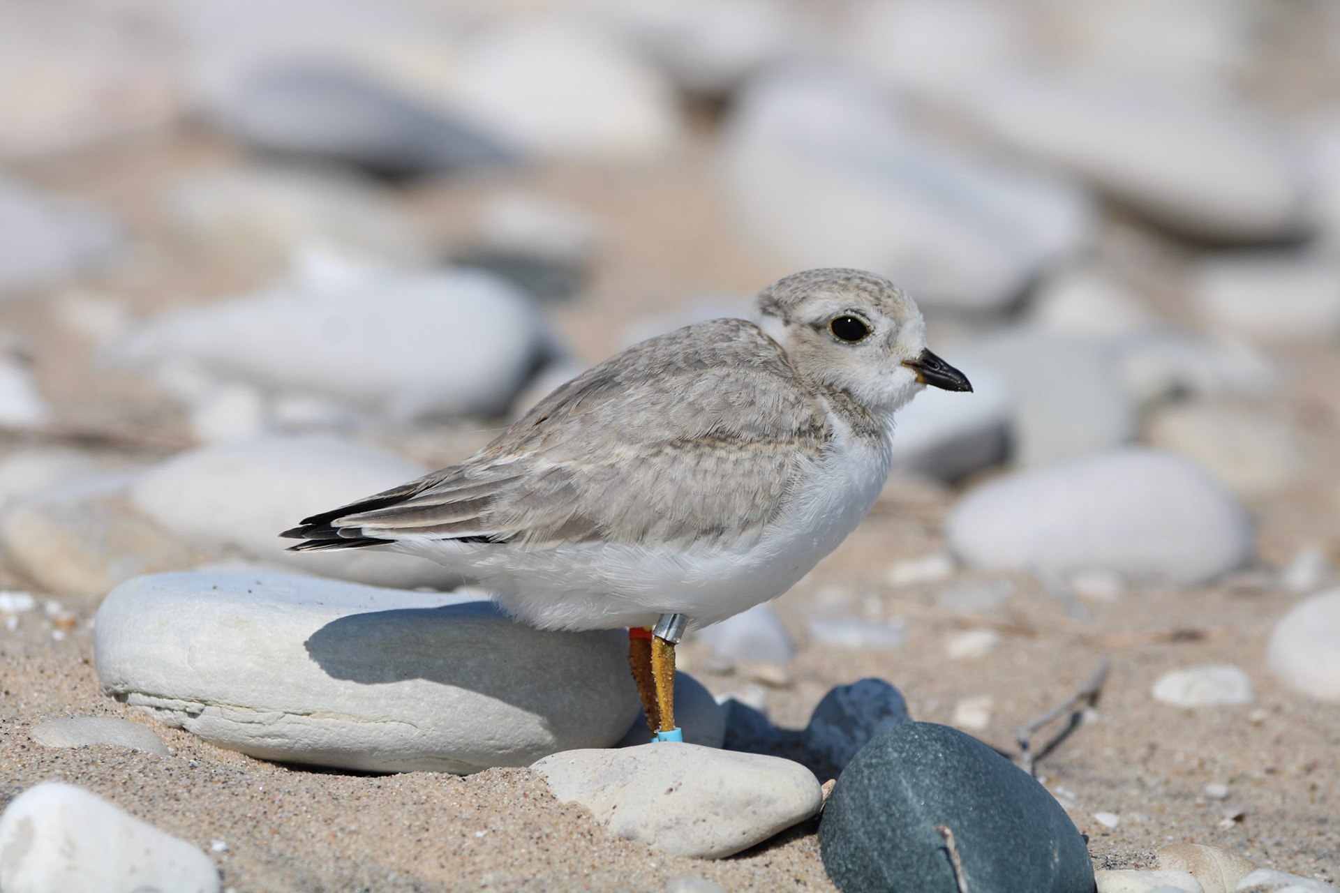 Piping Plover