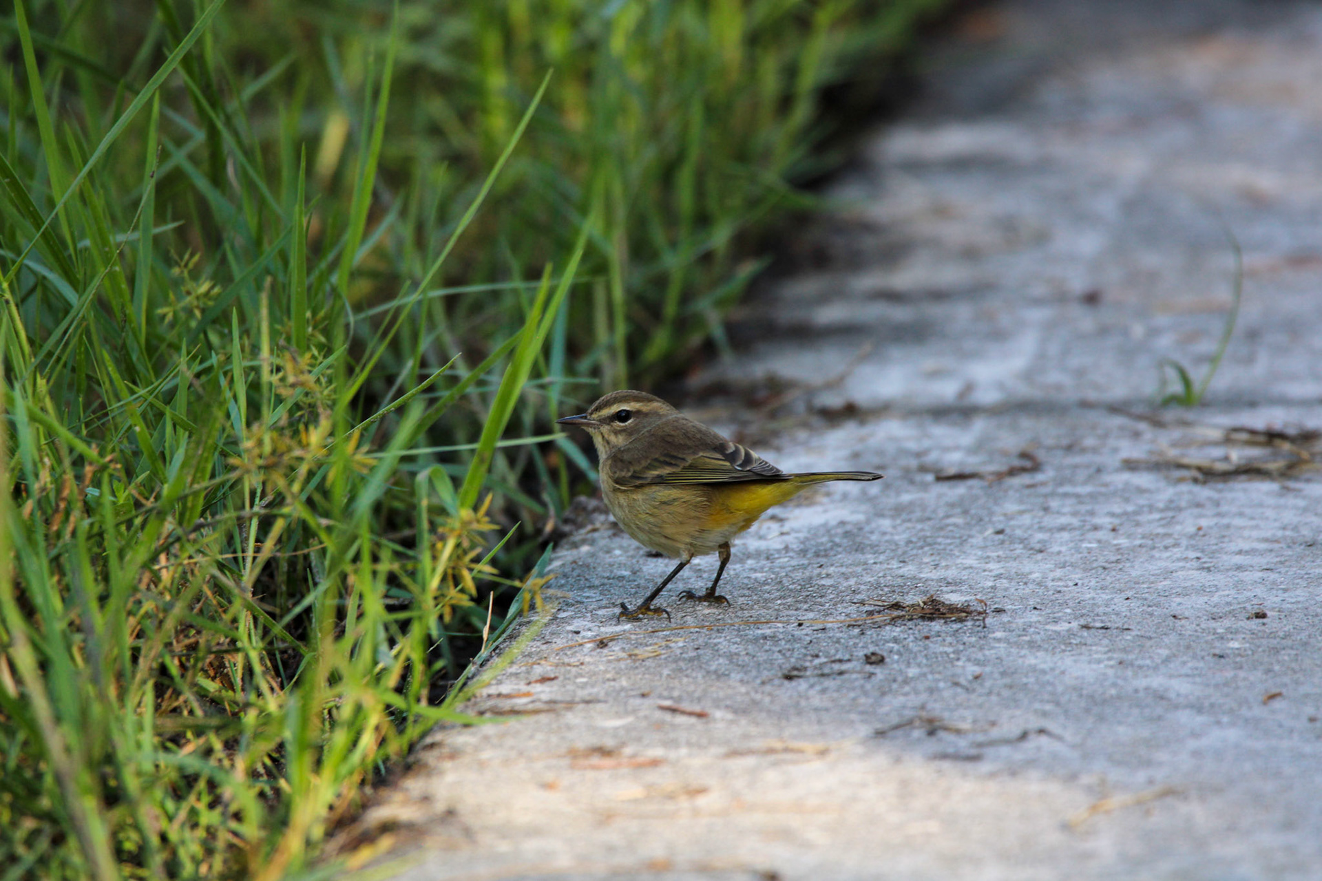 Palm Warbler