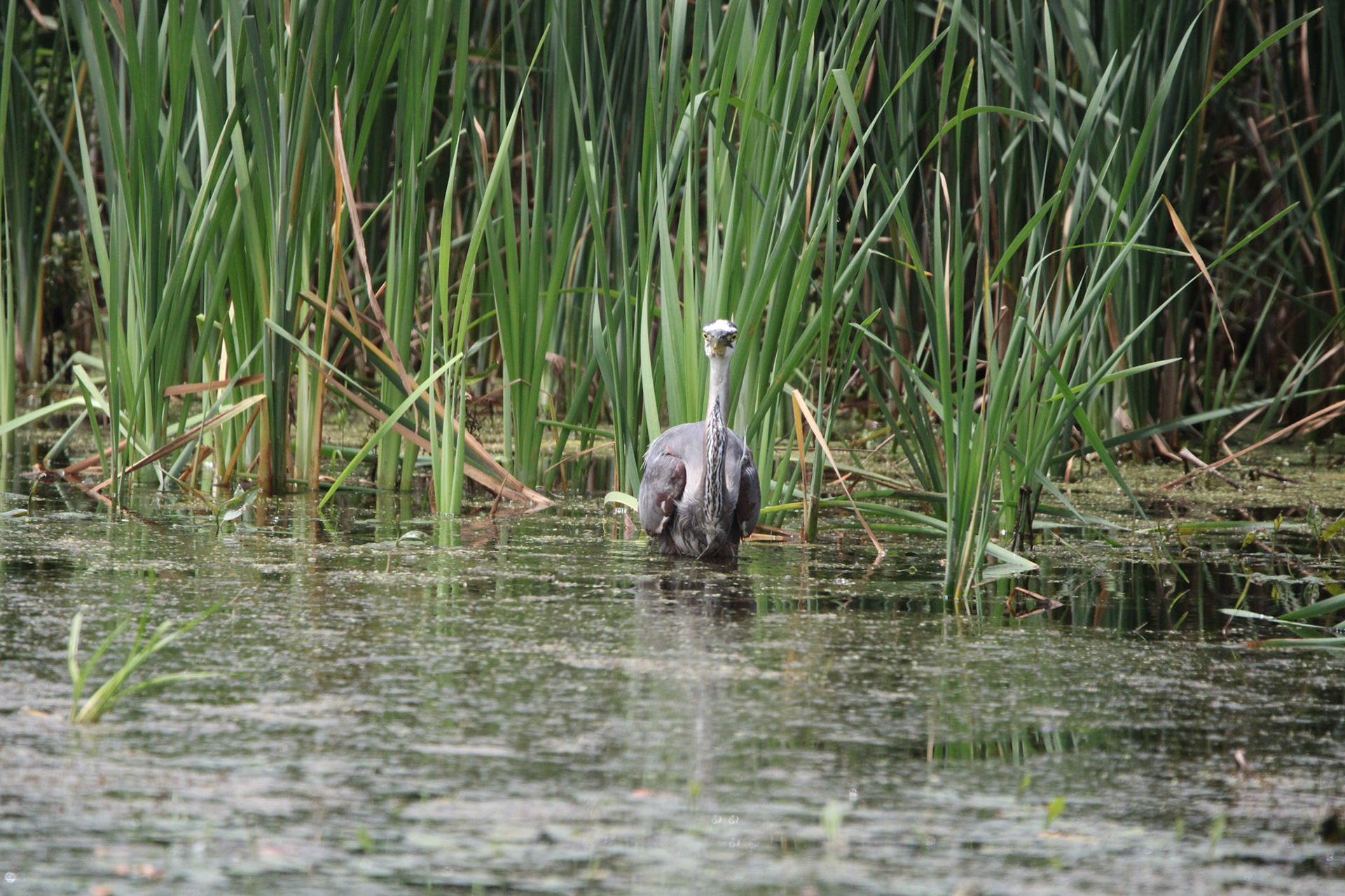 Great Blue Heron