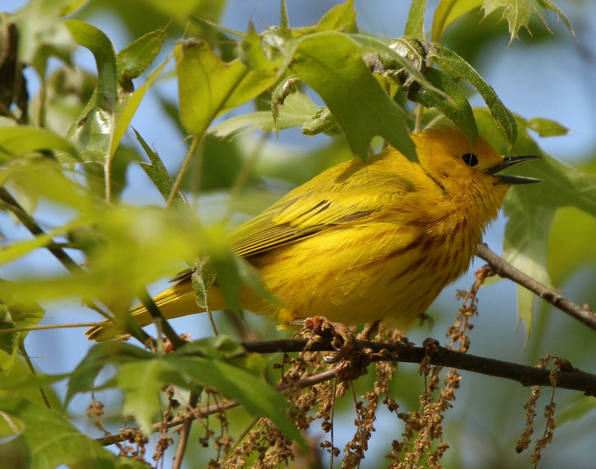 Yellow Warbler