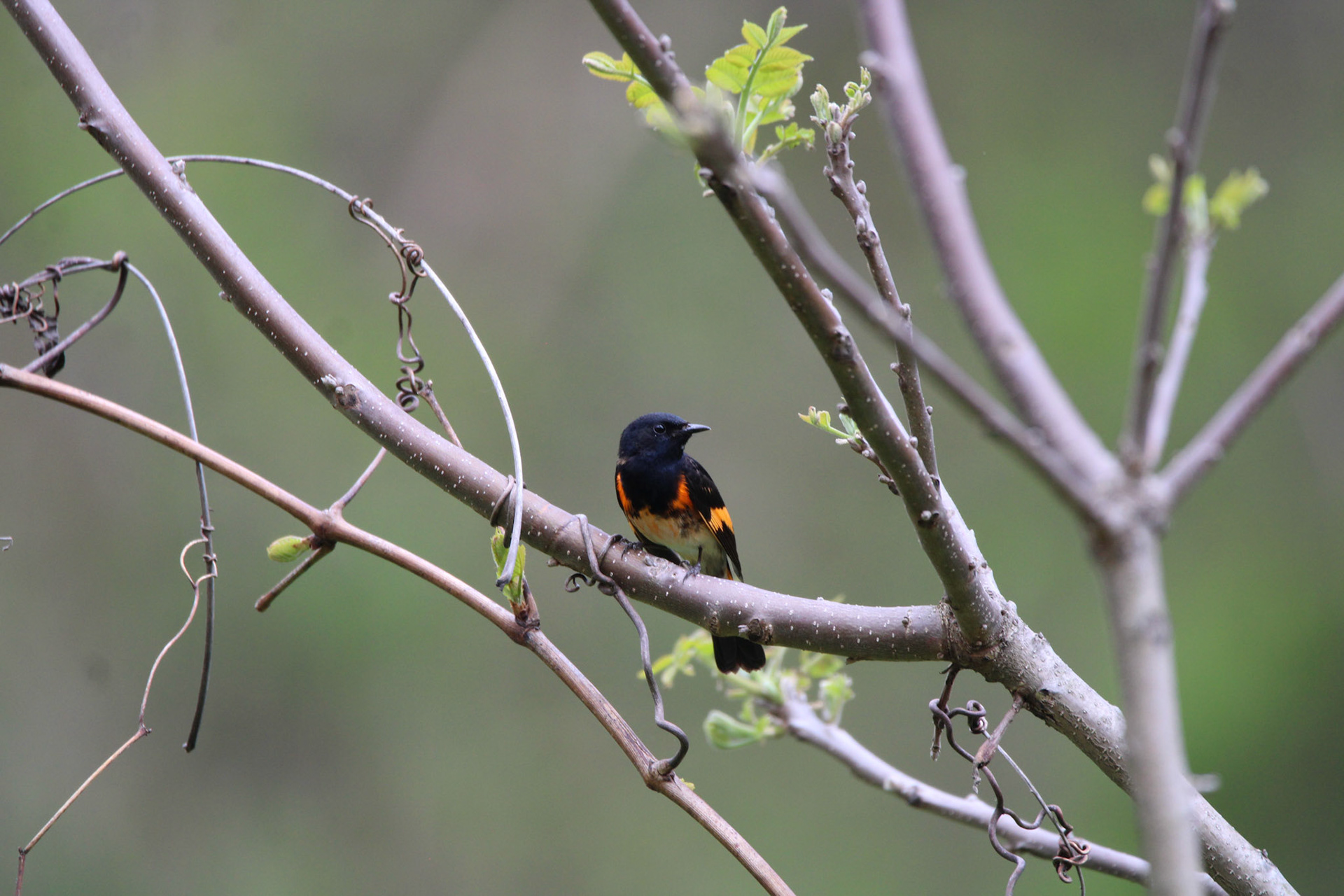 American Redstart