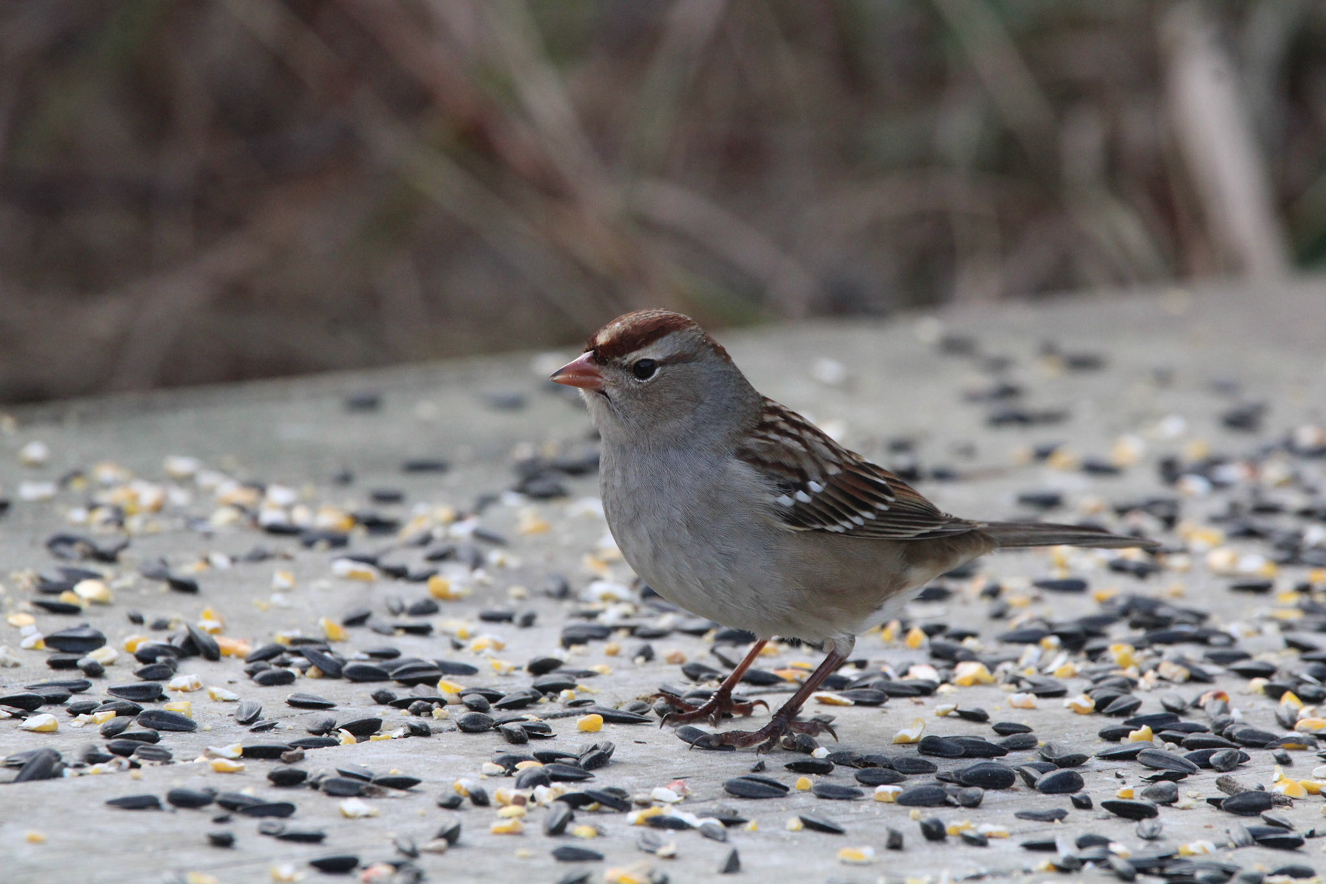 White-crowned Sparrow