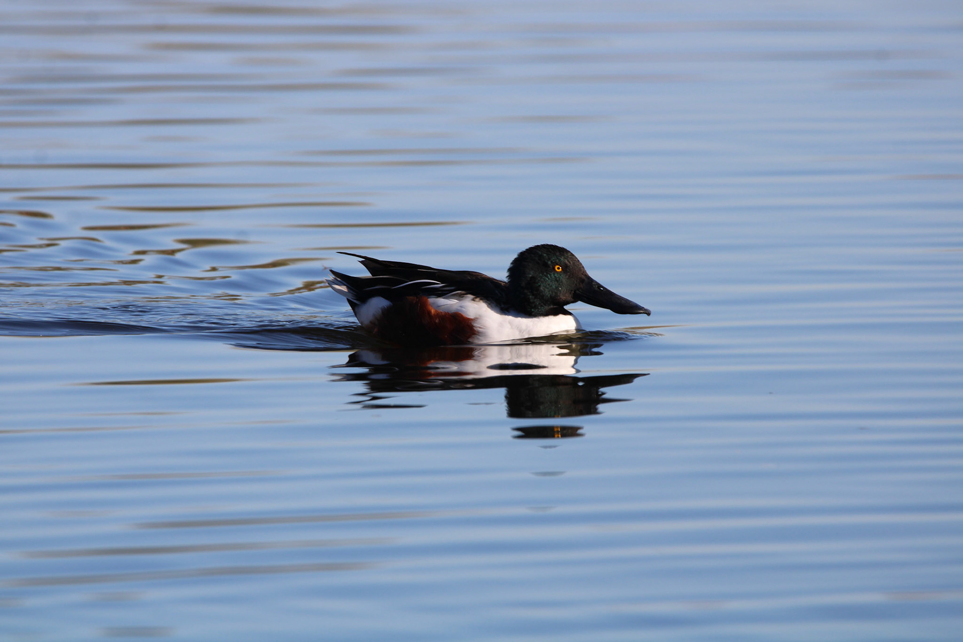 Northern Shoveler