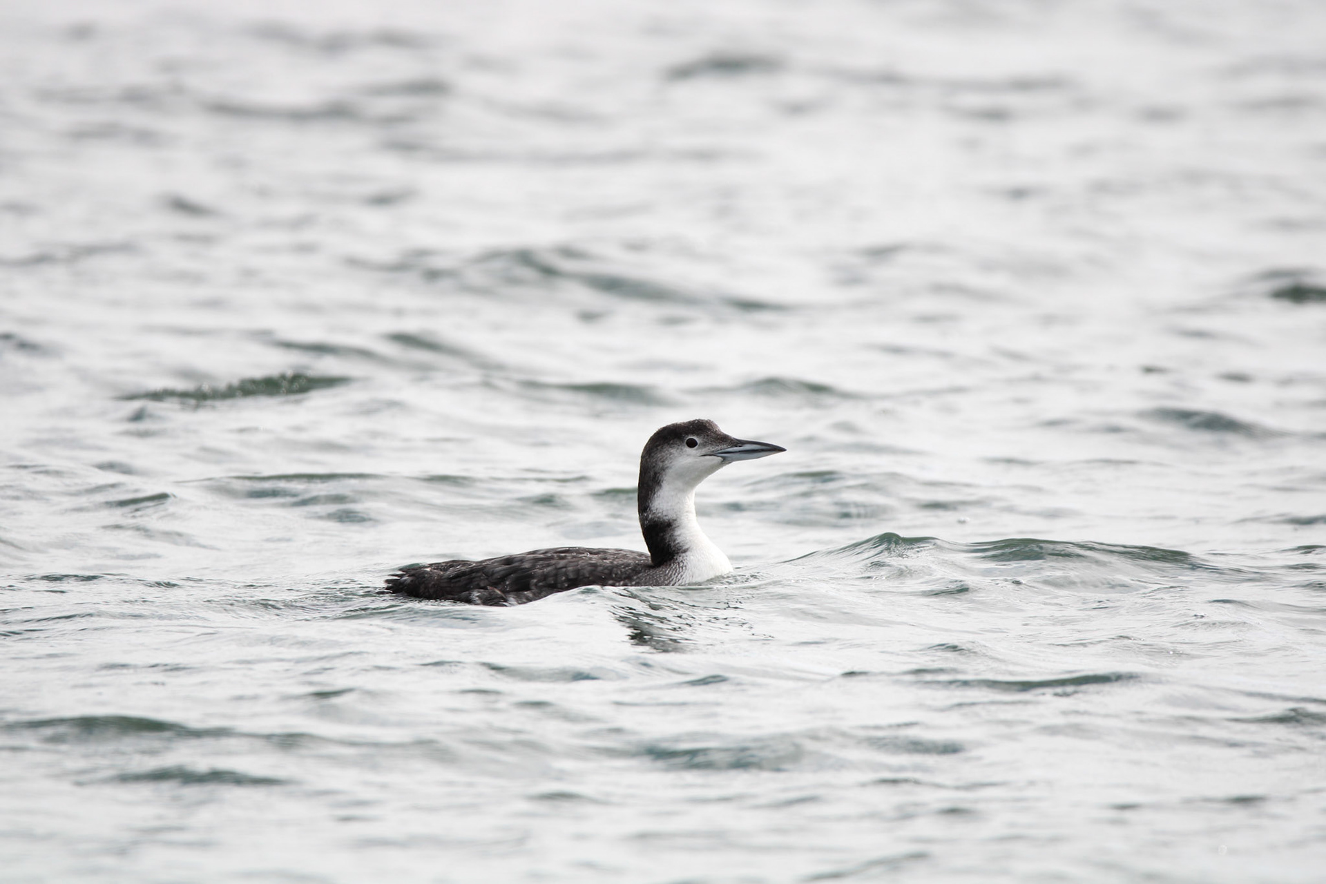 Common Loon
