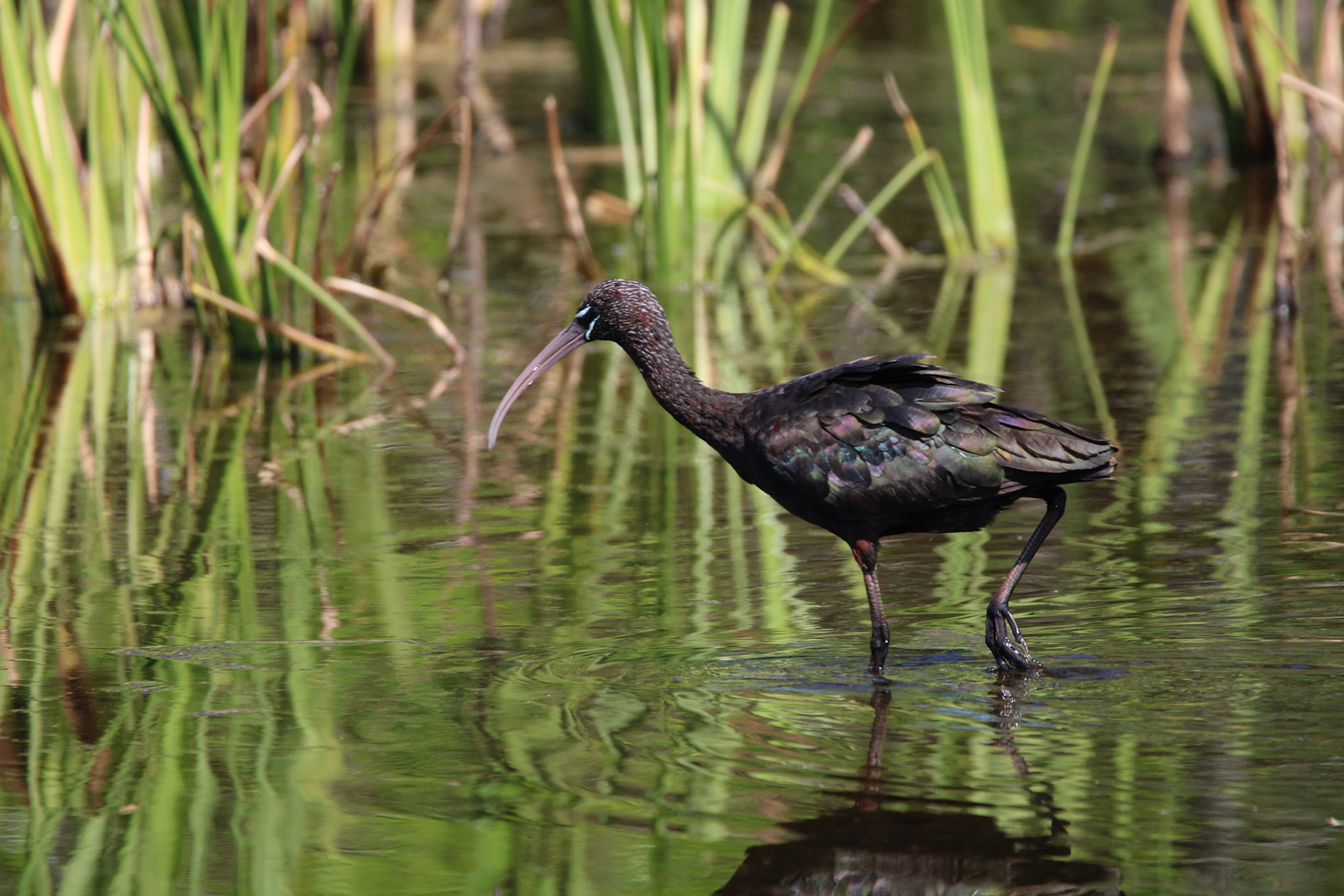 Glossy Ibis - Wakodahatchee Wetlands