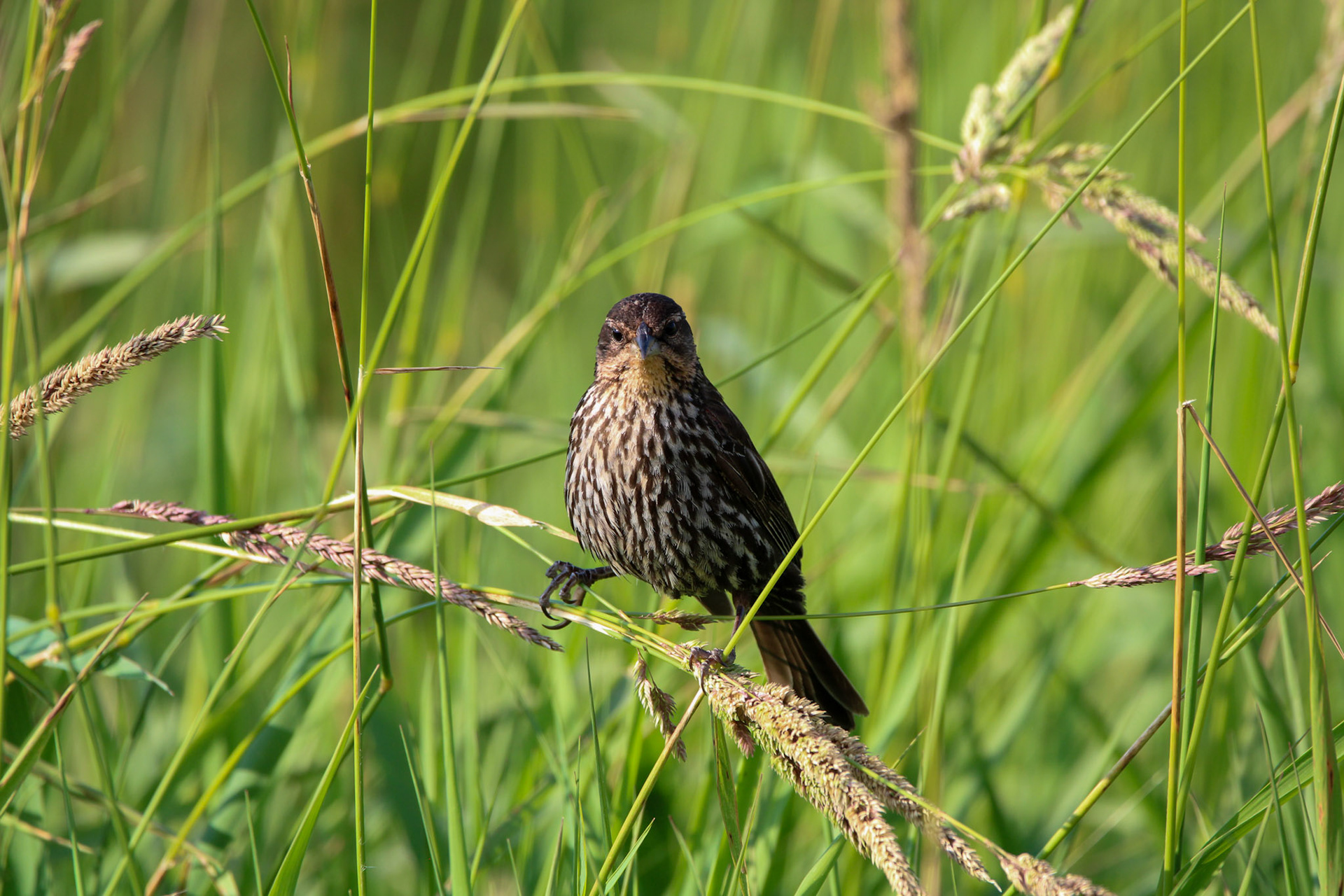 Red-winged Blackbird
