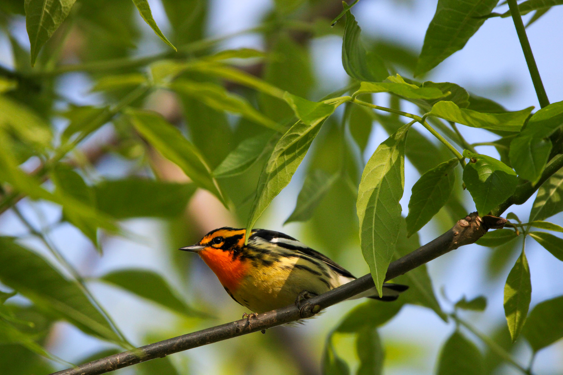 Blackburnian Warbler