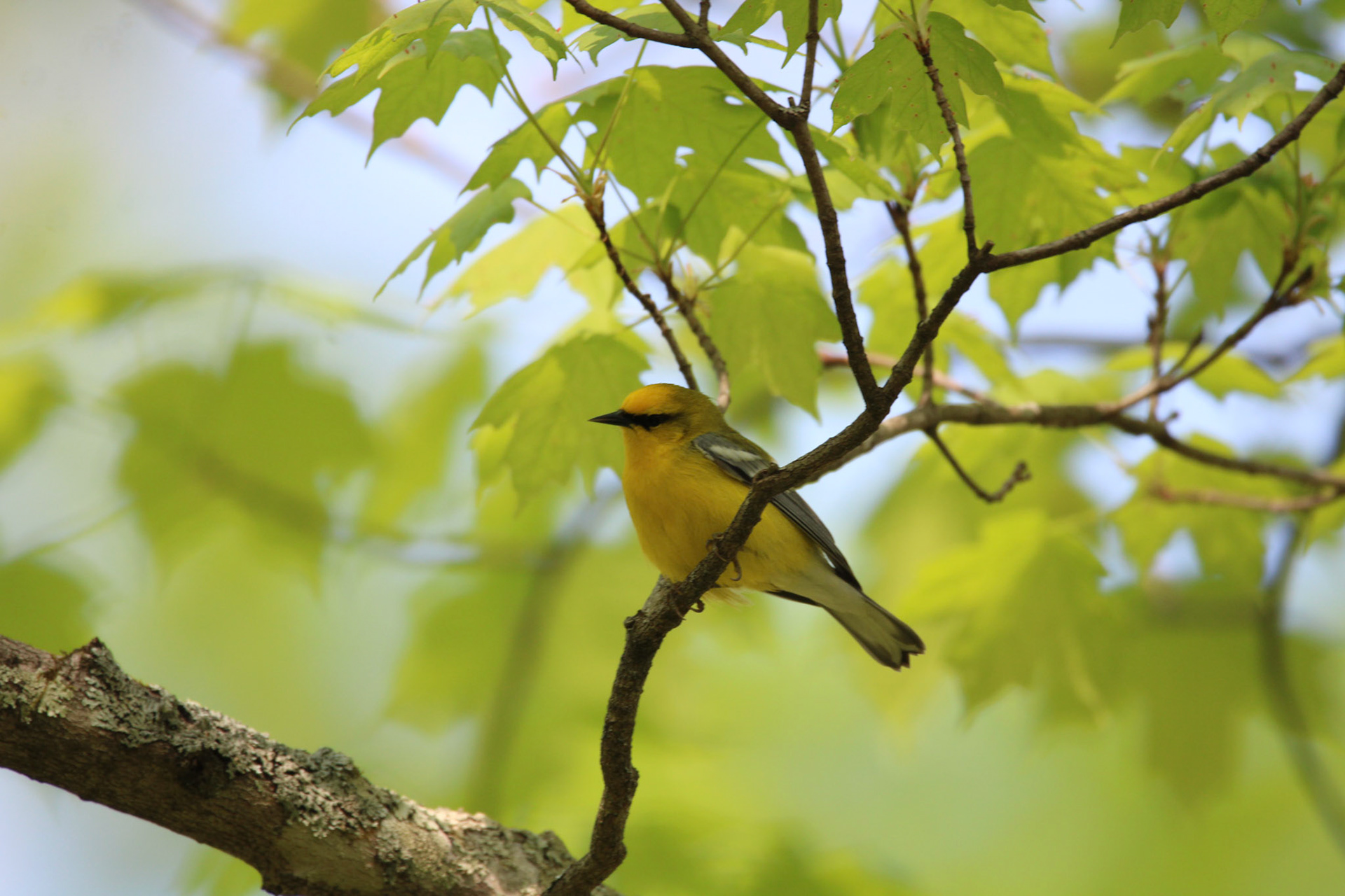 Blue-winged Warbler