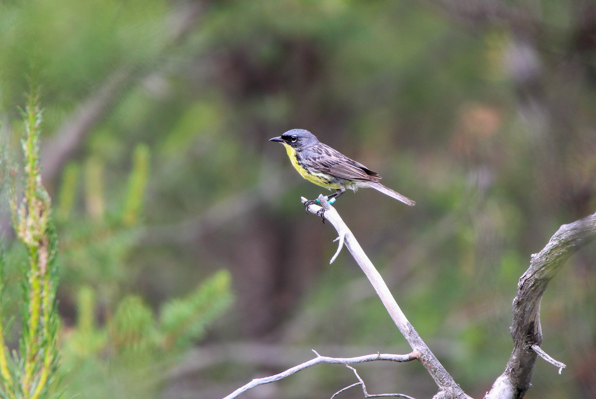 Kirtland's Warbler - Huron National Forest