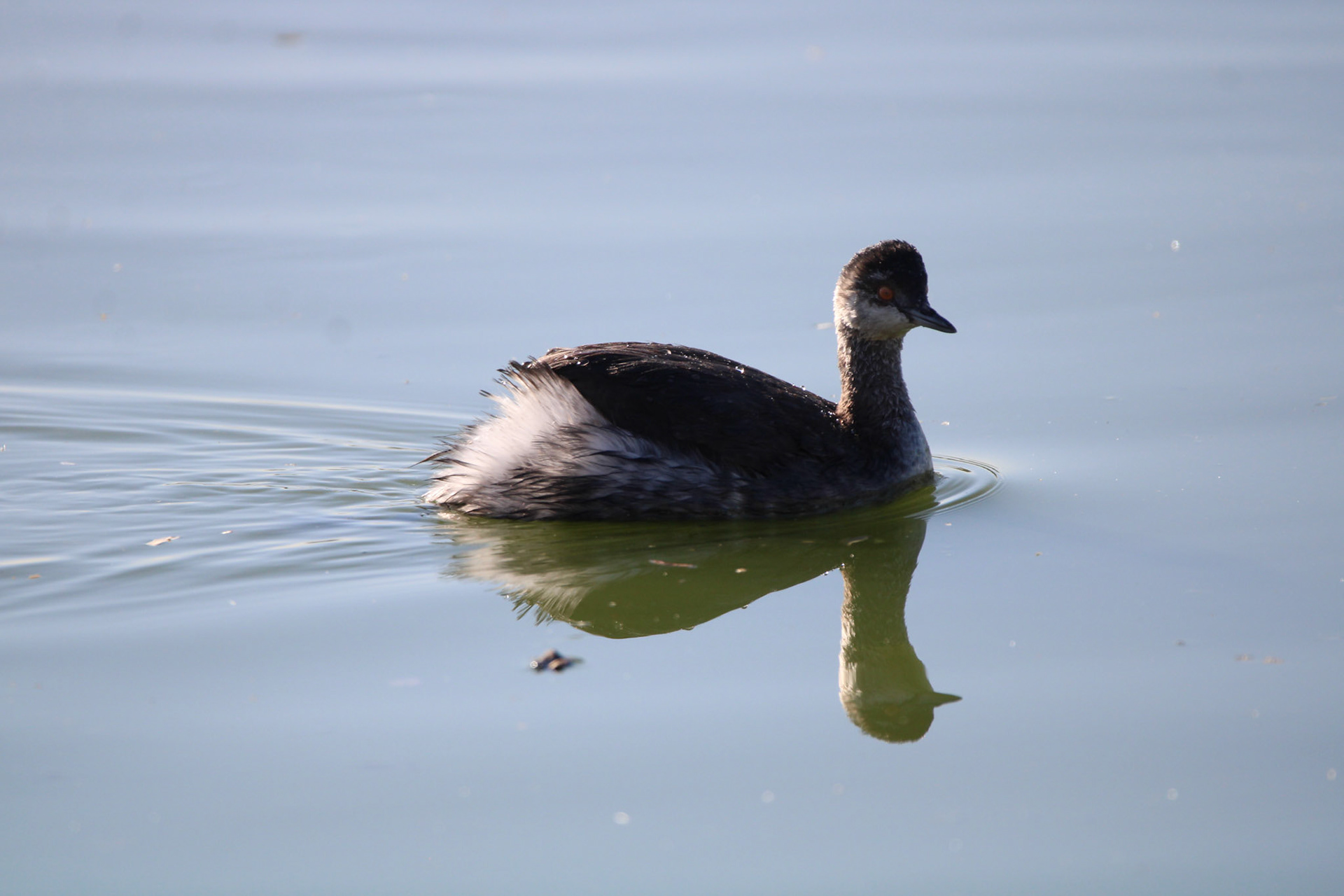Eared Grebe