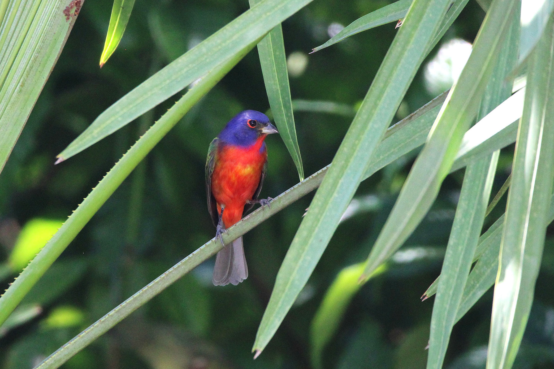 Painted Bunting