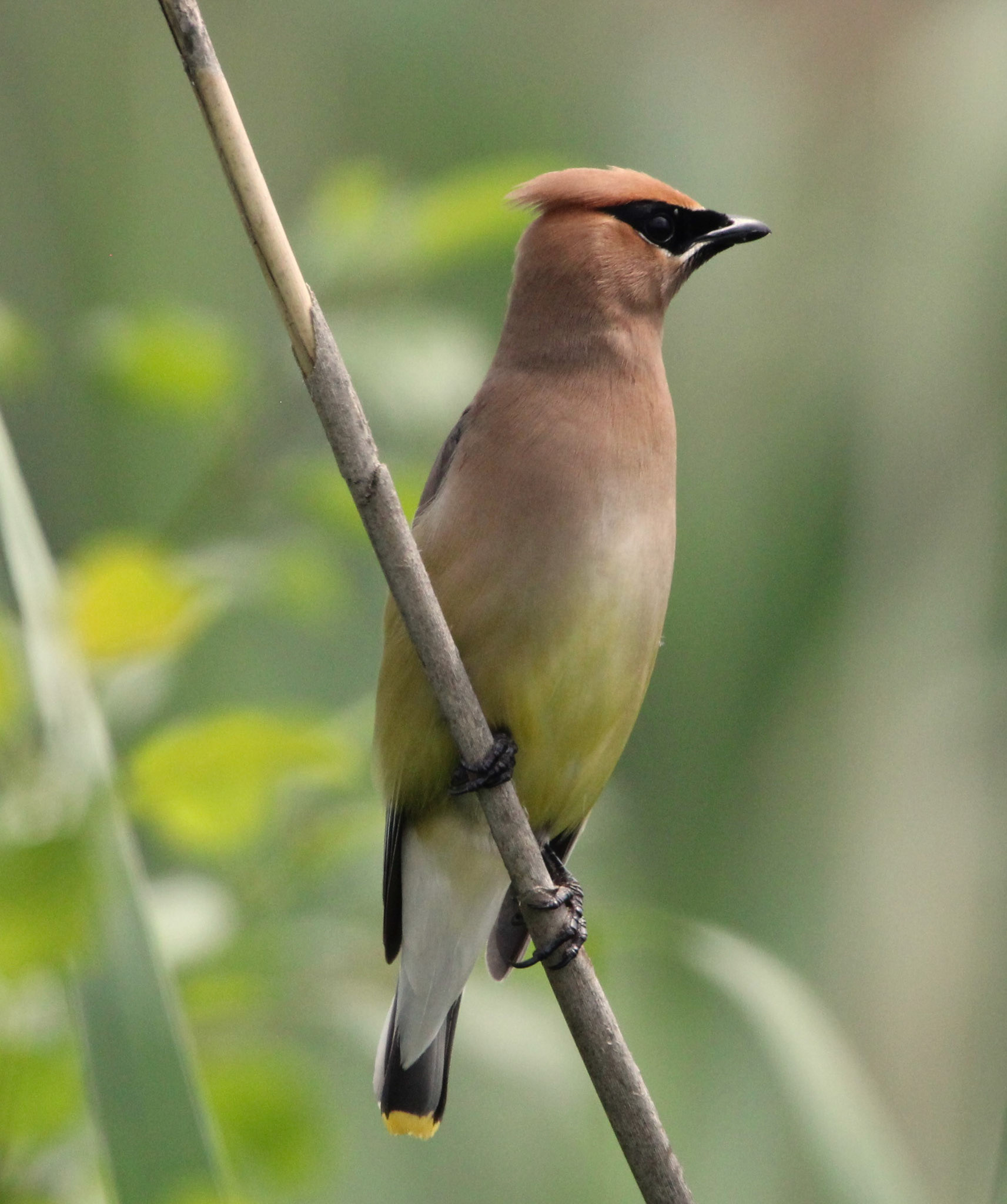 Cedar Waxwing