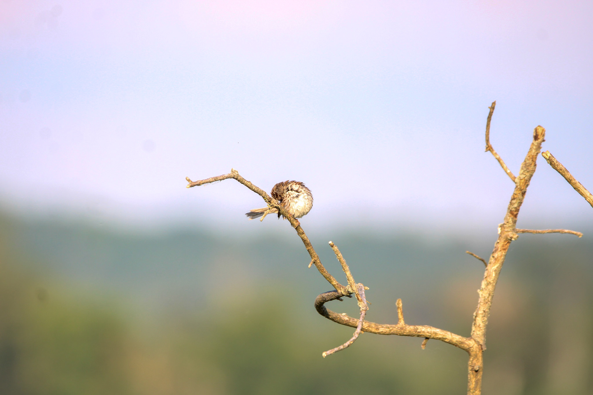 Song Sparrow