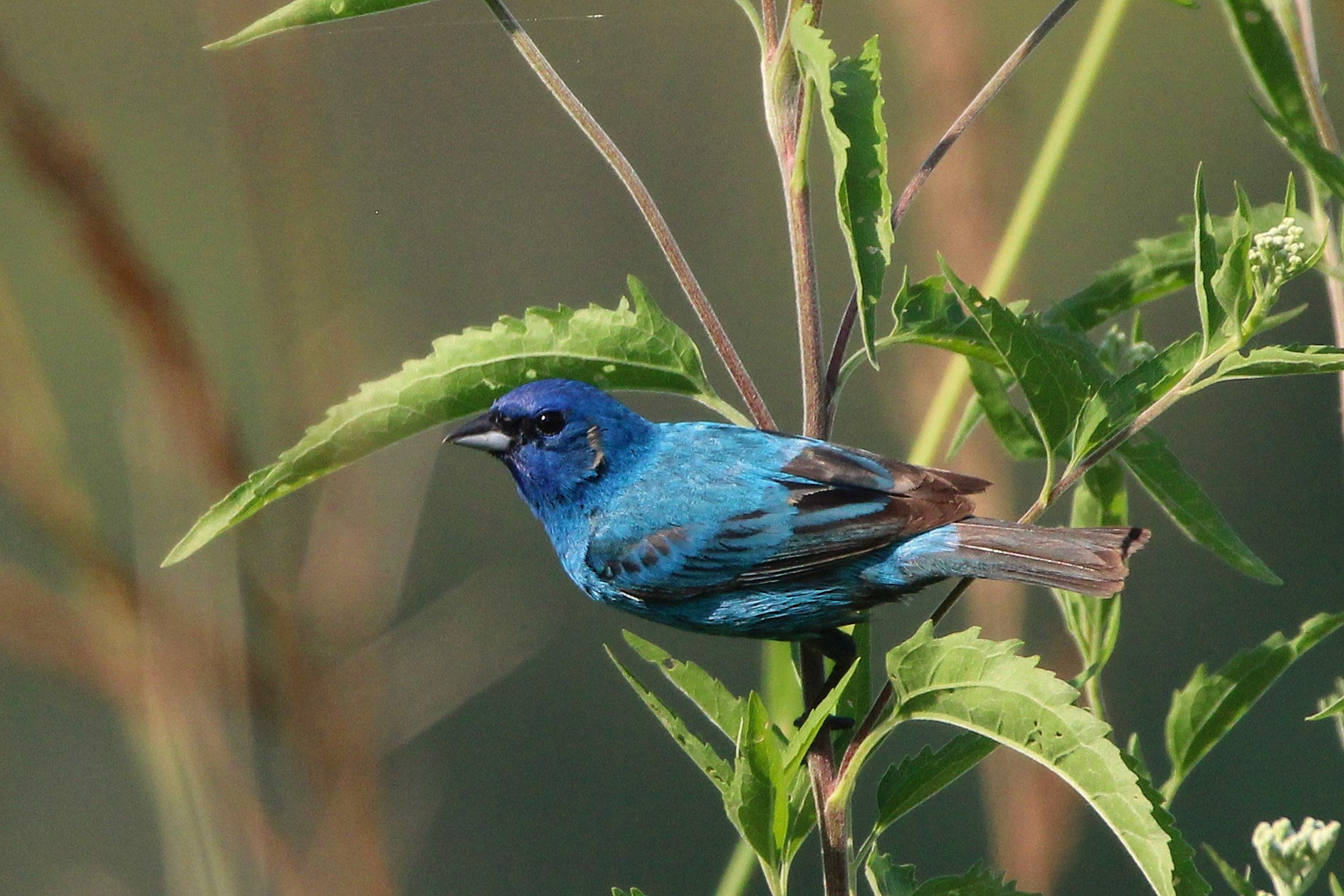 Indigo Bunting