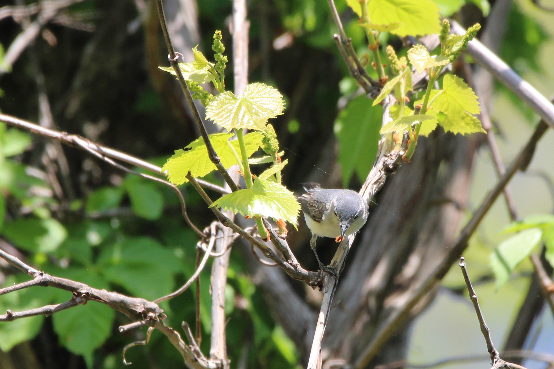 Blue-gray Gnatcatcher