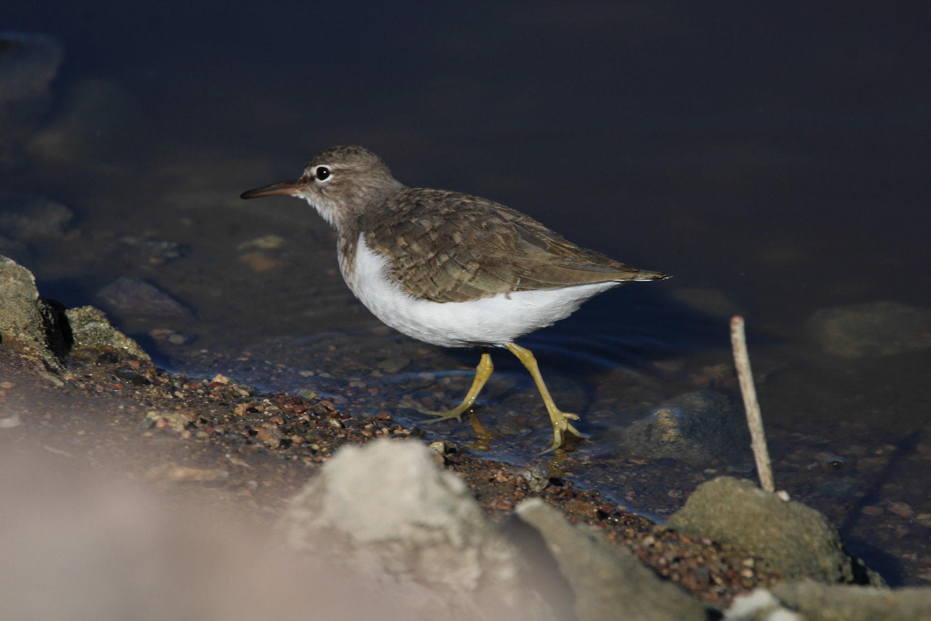 Spotted Sandpiper