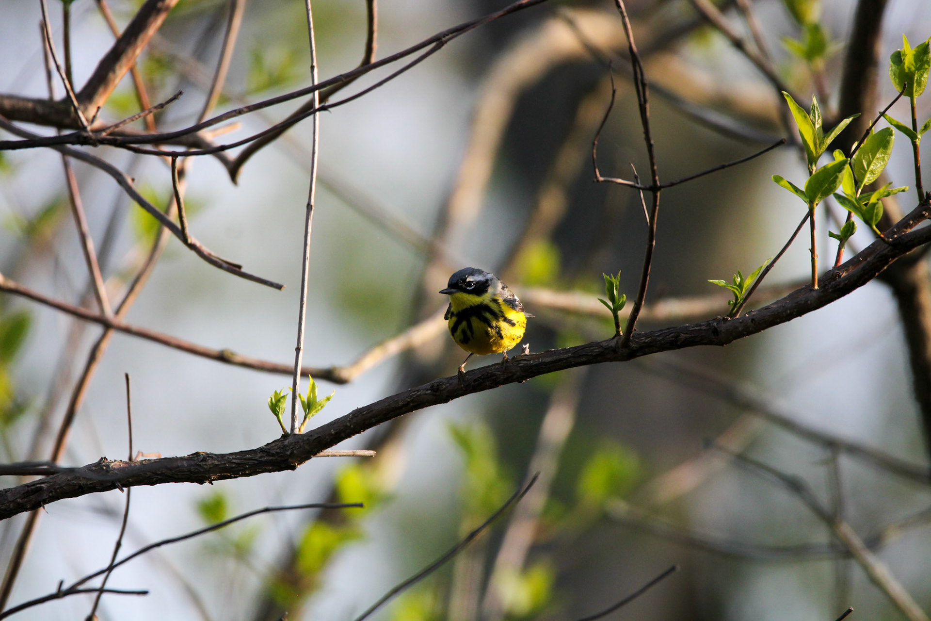 Magnolia Warbler