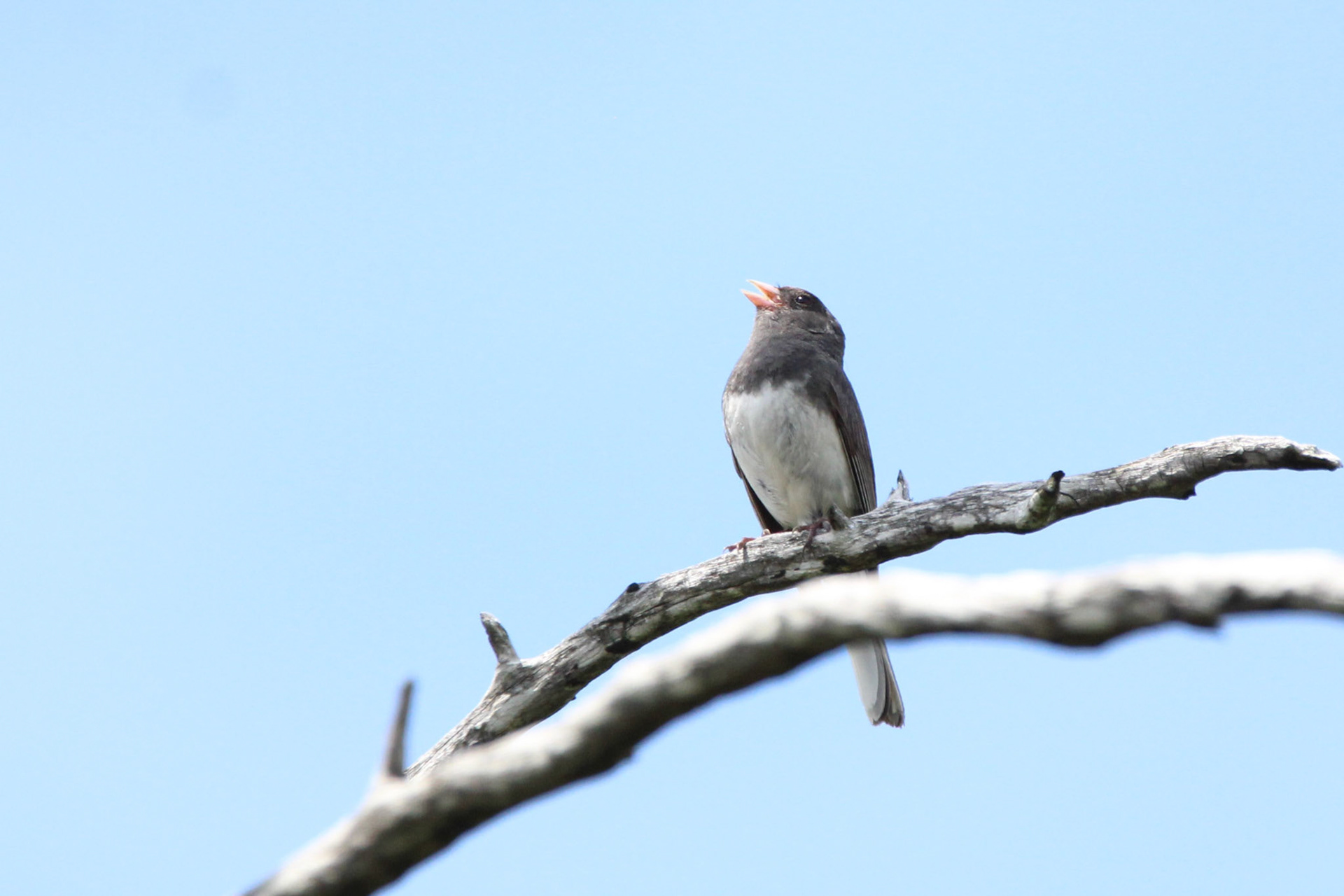 Dark-eyed Junco