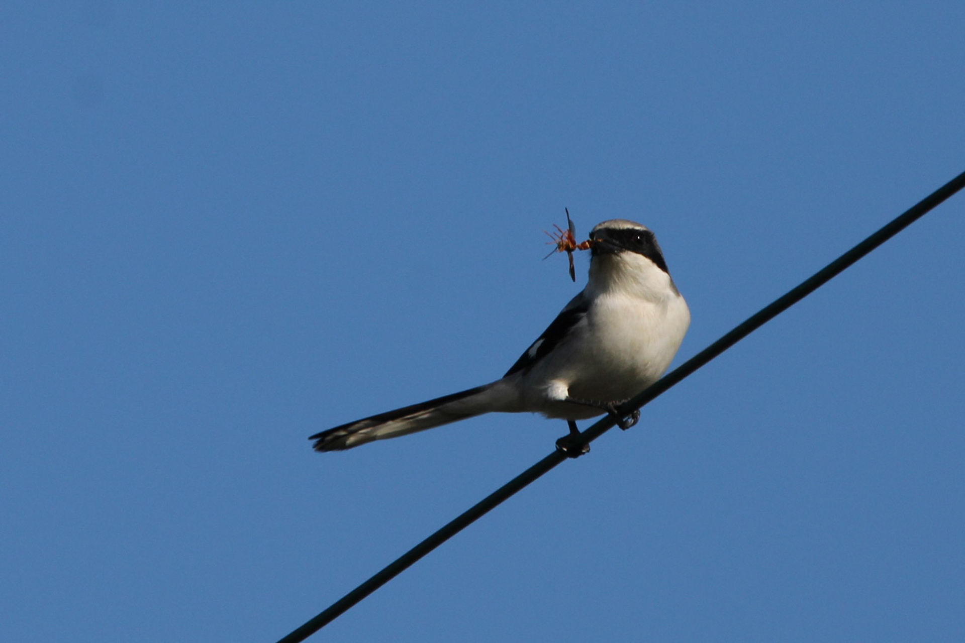 Loggerhead Shrike