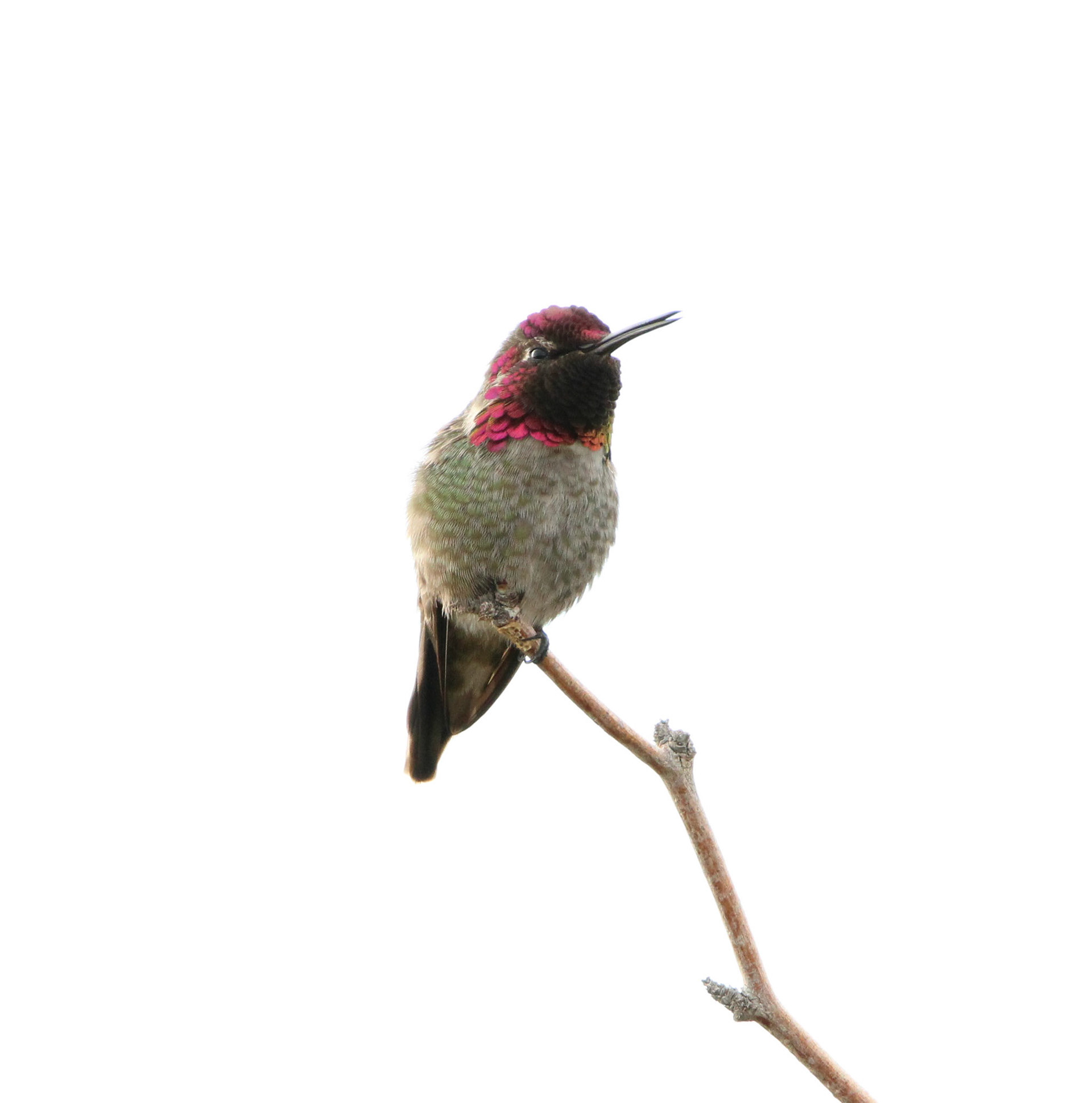 Anna's Hummingbird