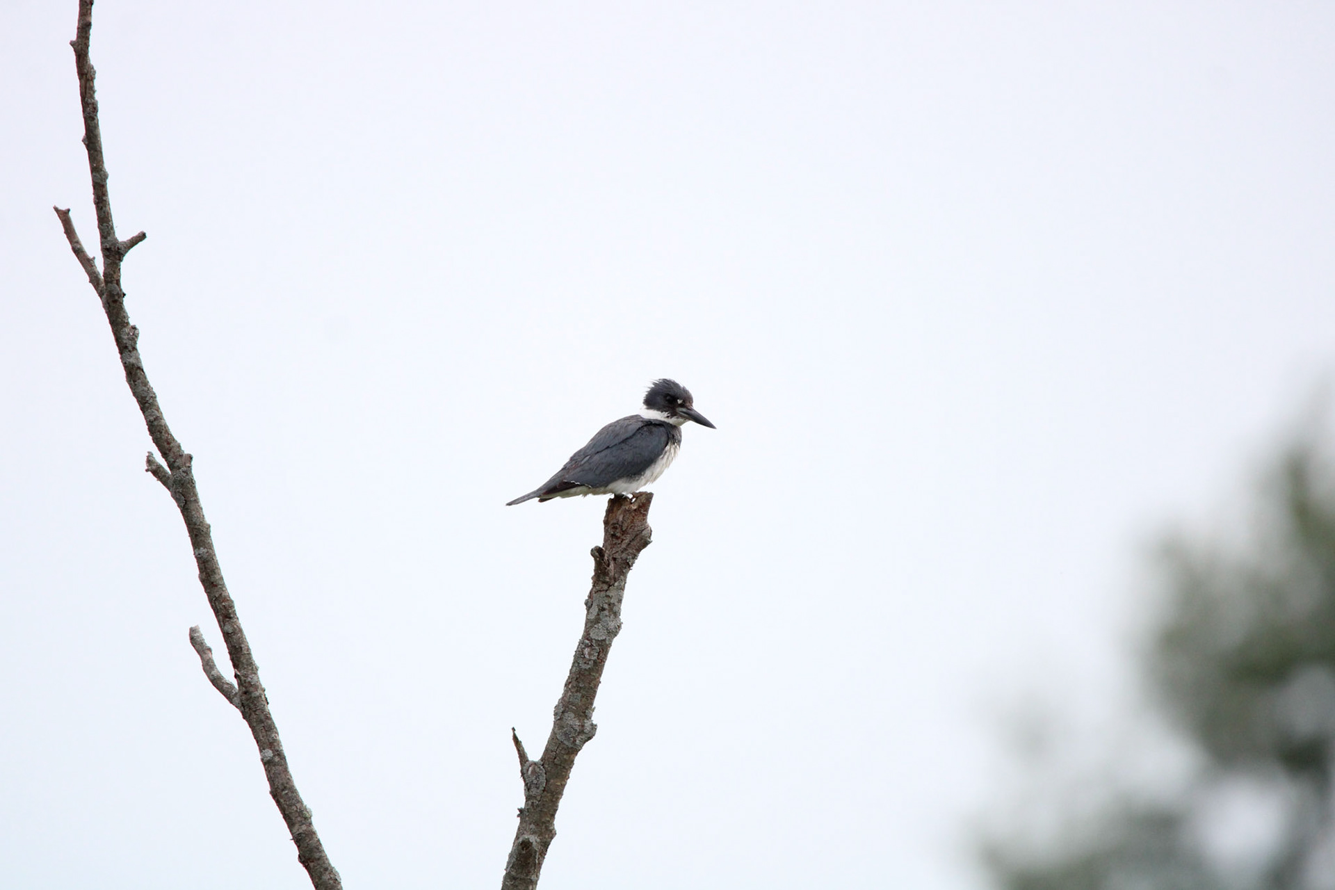 Belted Kingfisher