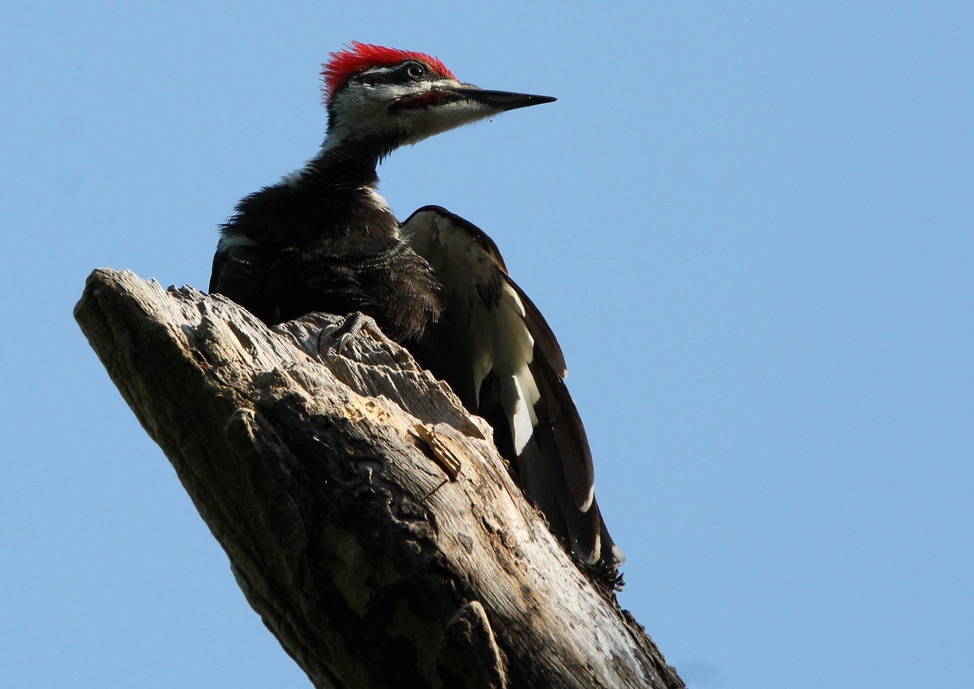 Pileated Woodpecker