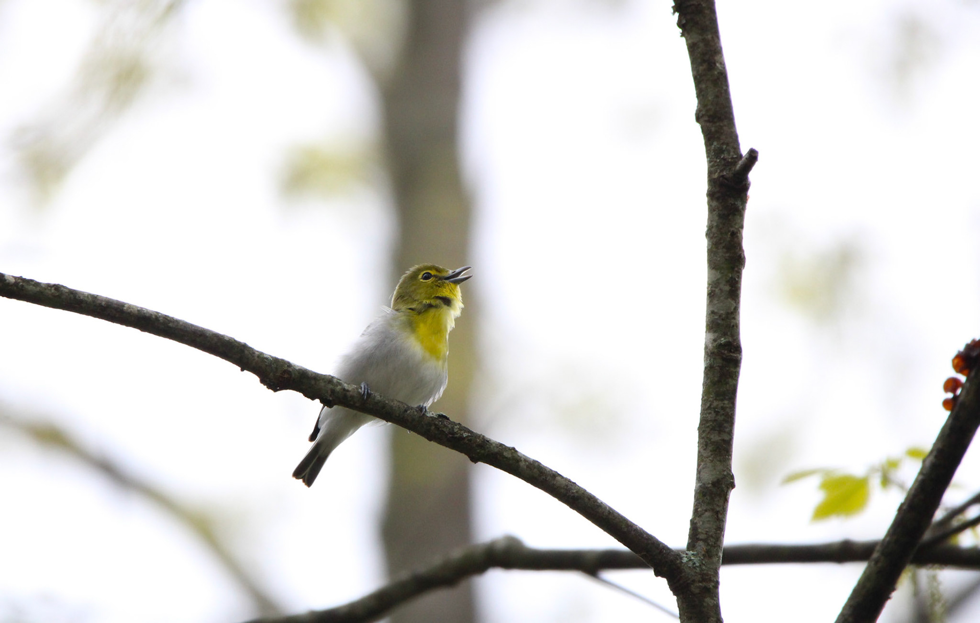 Yellow-throated Vireo