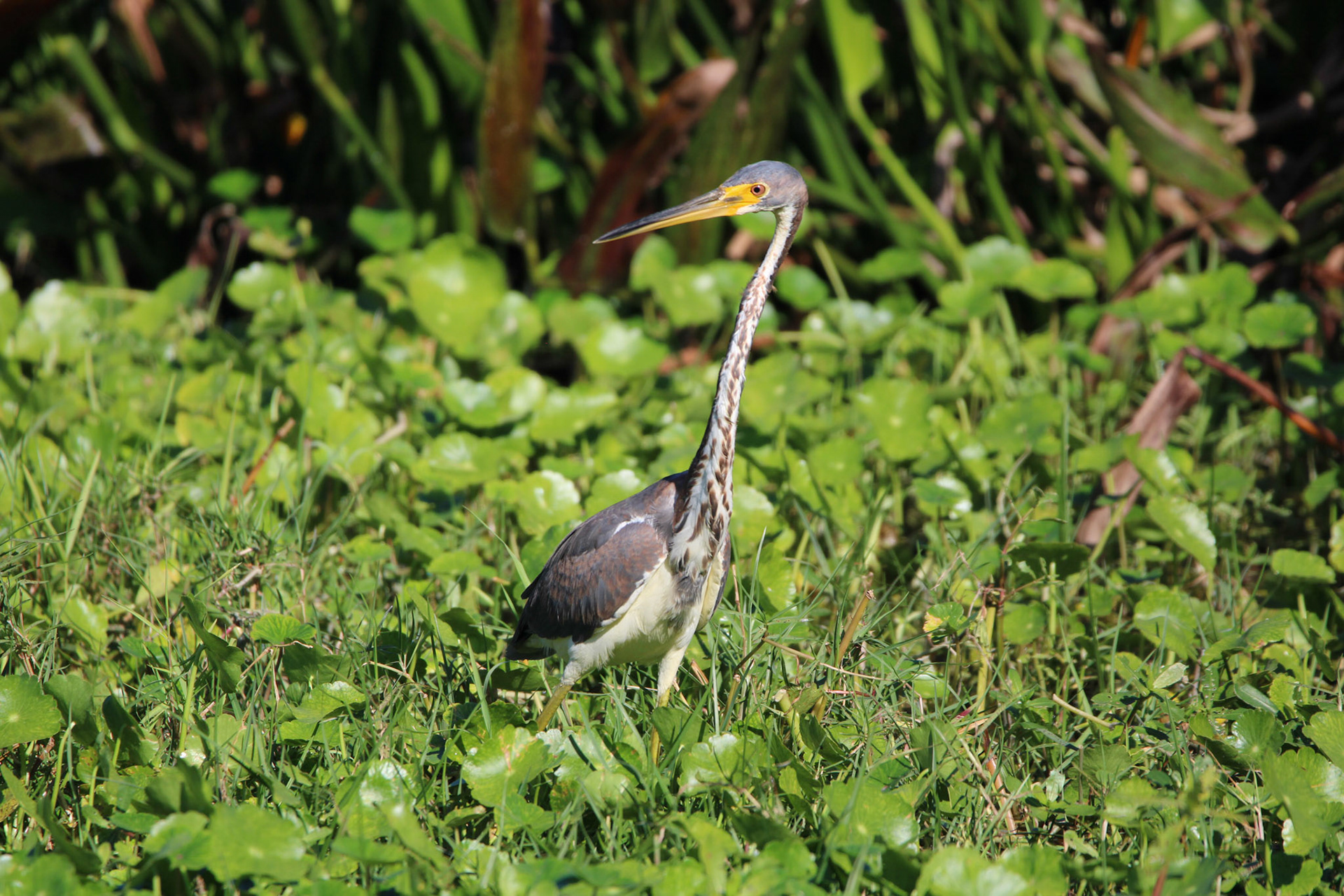 Tricolored Heron - Green Cay Wetlands