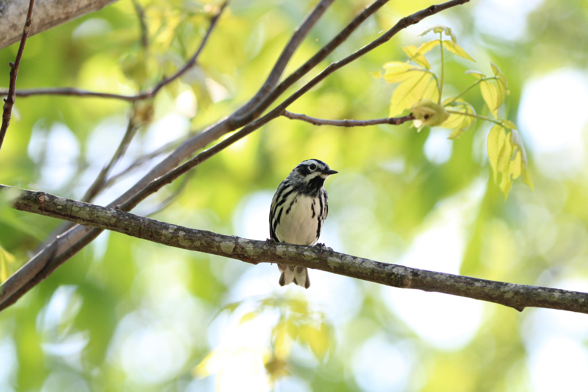 Black-and-White Warbler