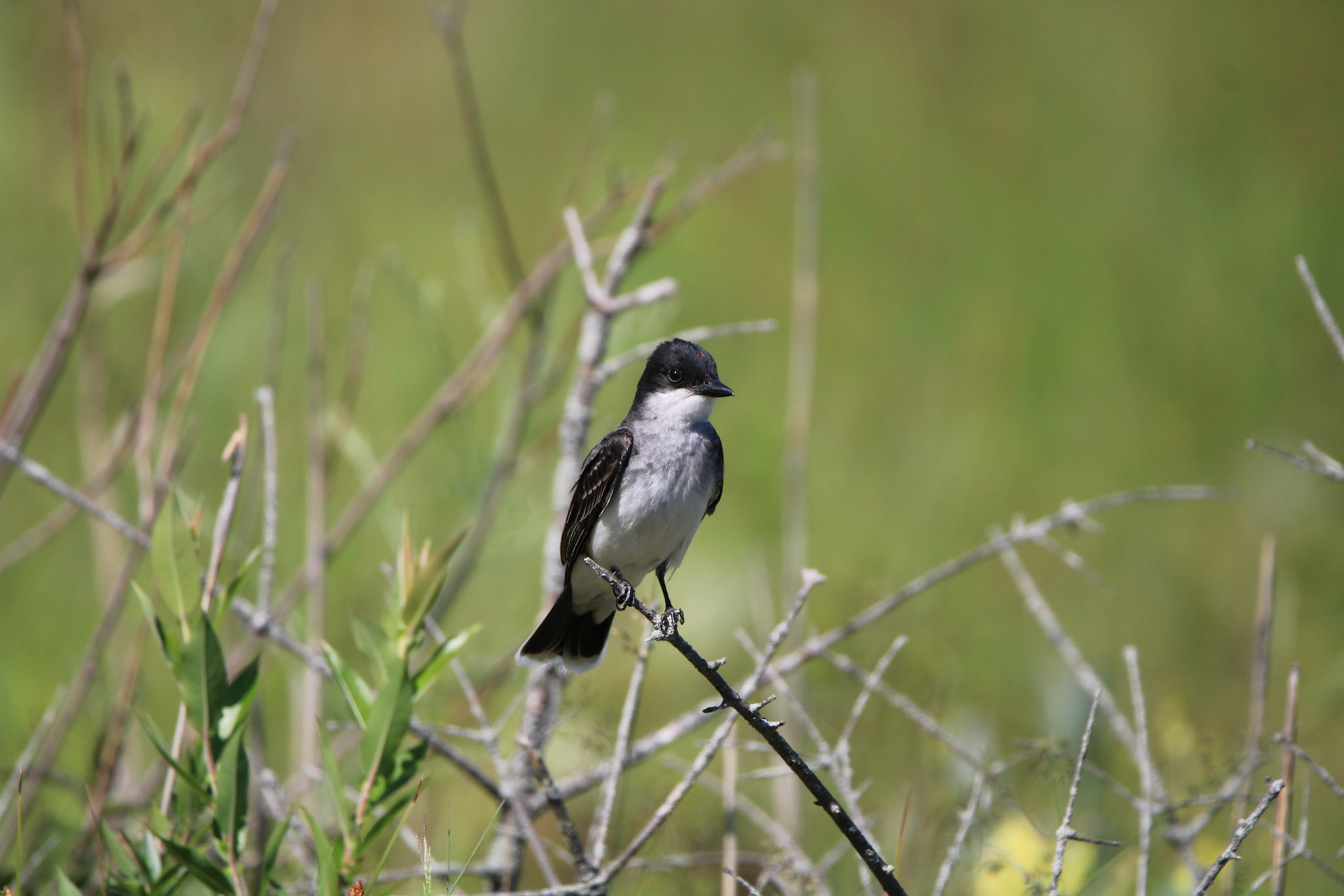 Eastern Kingbird
