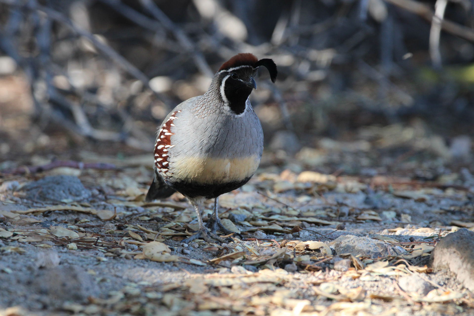Gambel's Quail