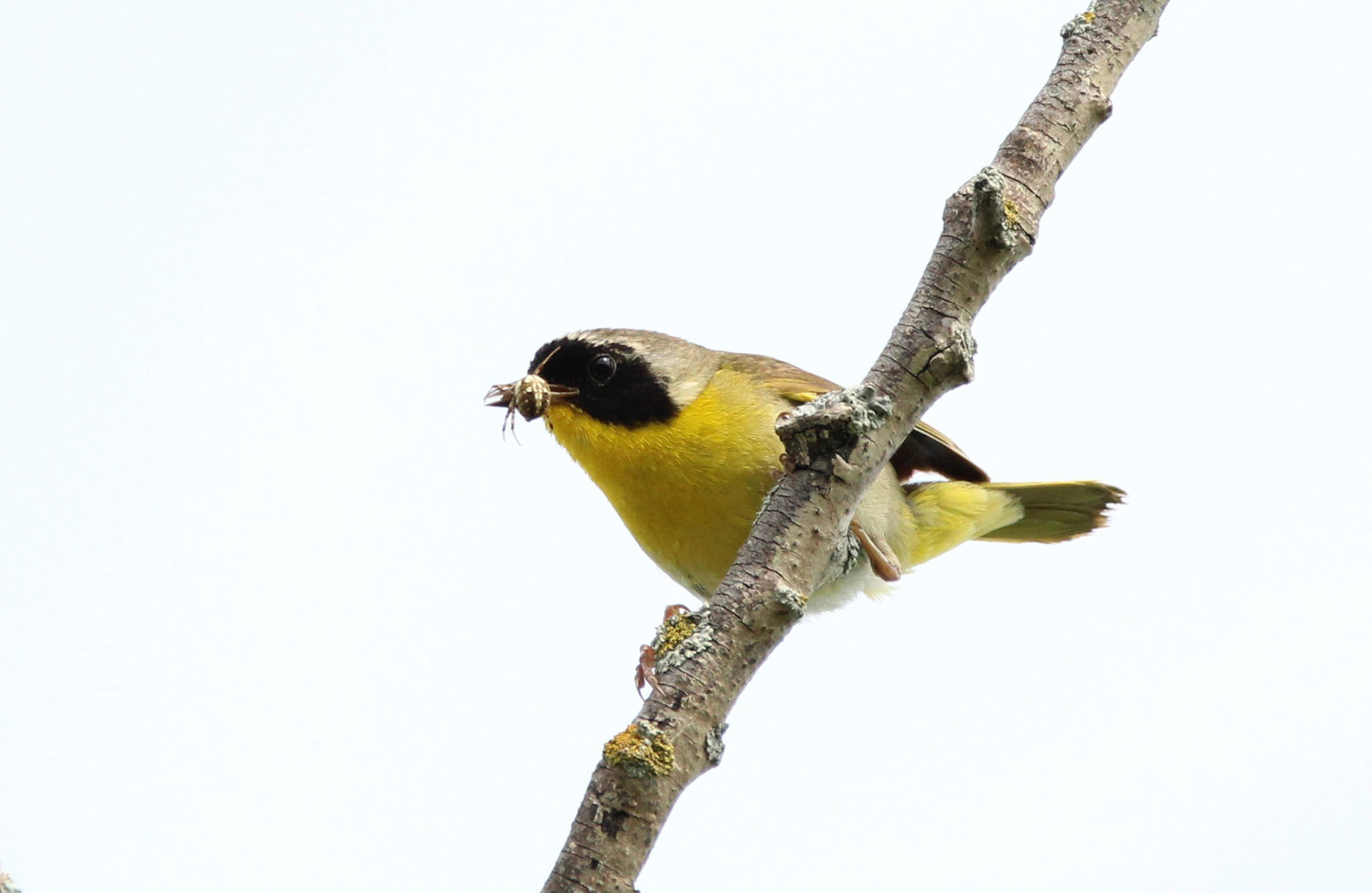 Common Yellowthroat