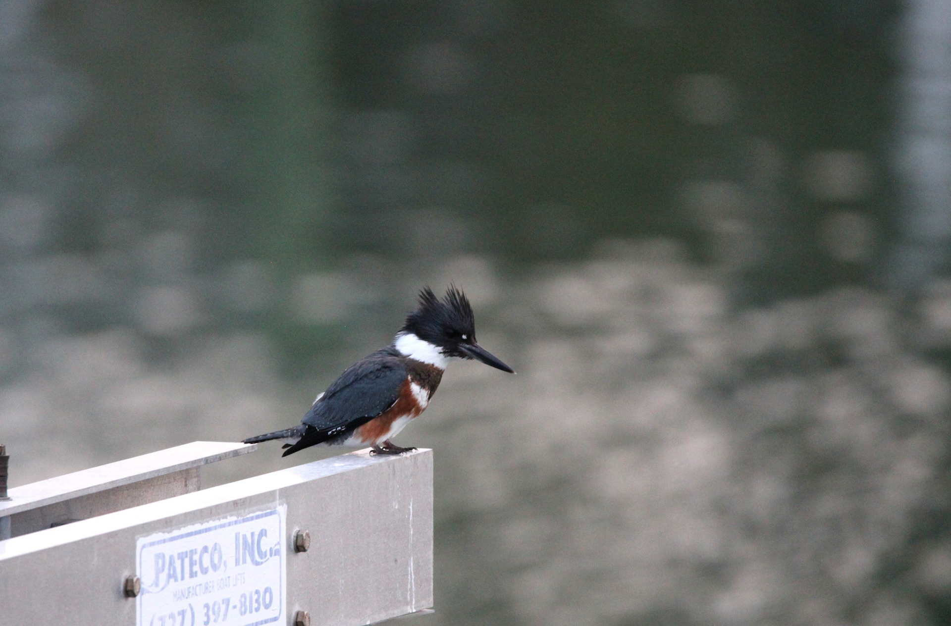 Belted Kingfisher