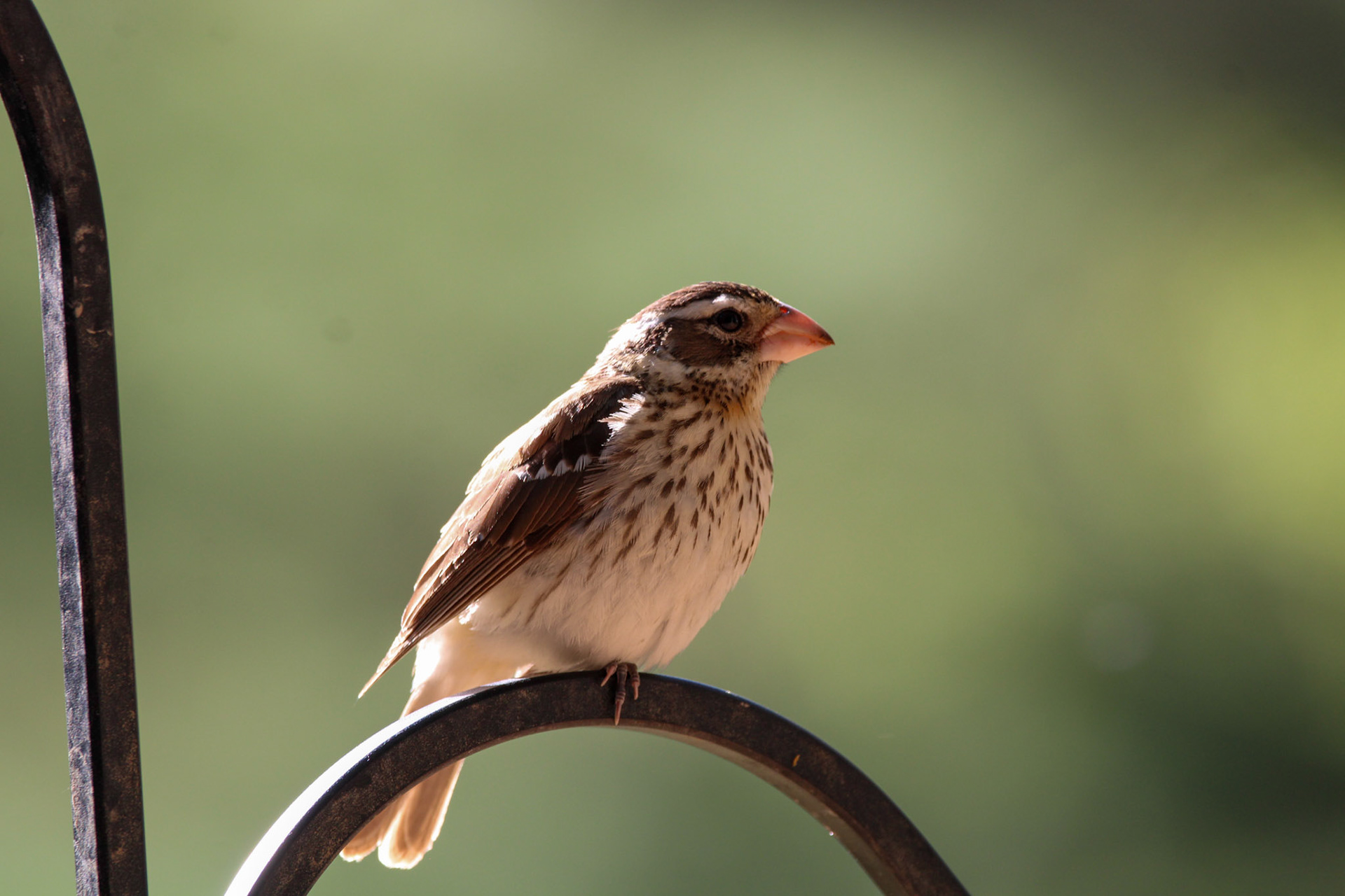 Rose-breasted Grosbeak (F)