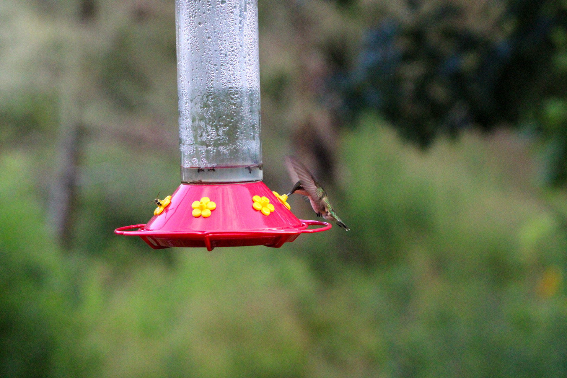 Ruby-throated Hummingbird by Ryan