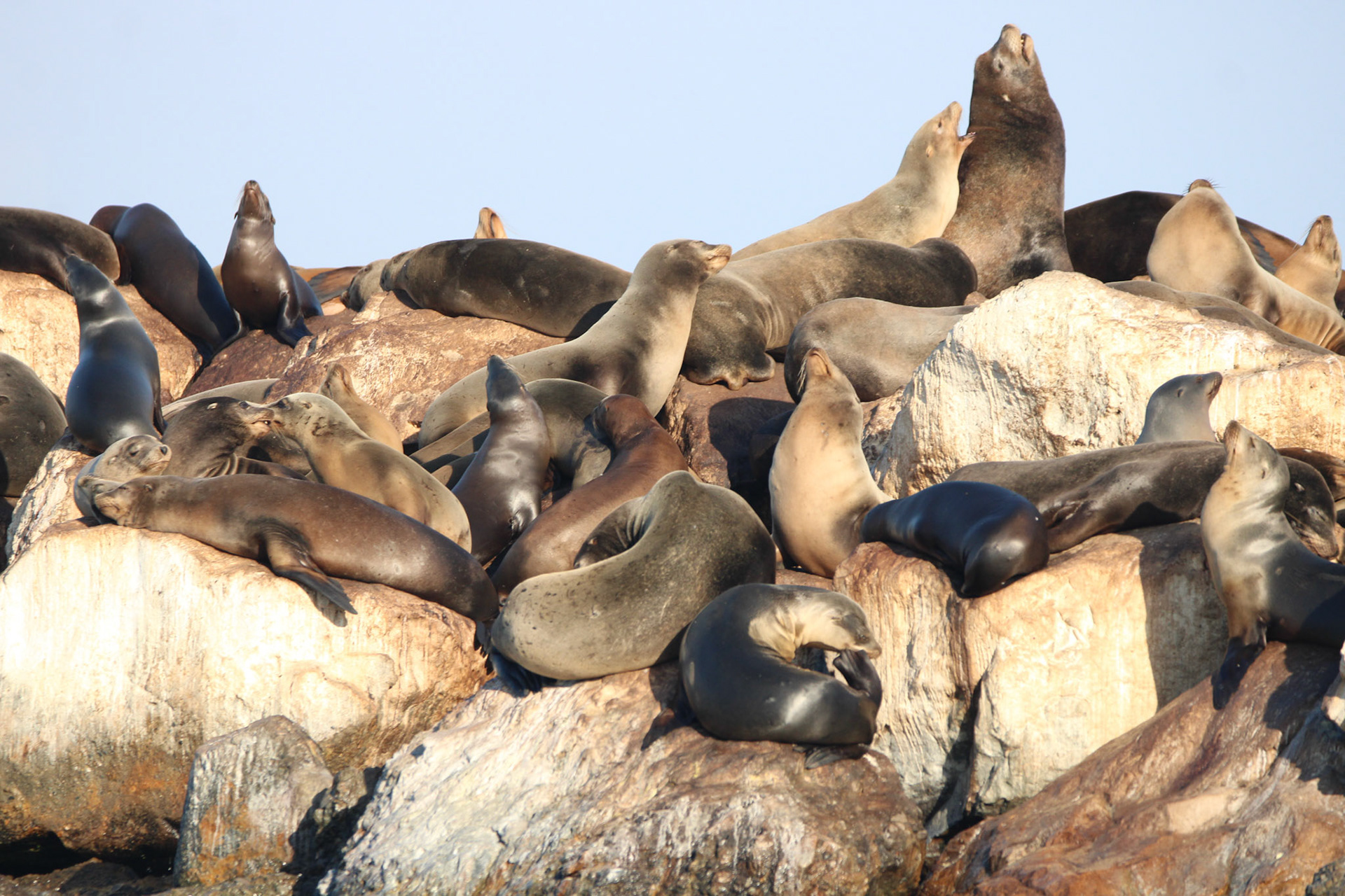 California Sea Lion - Monterey Bay, CA