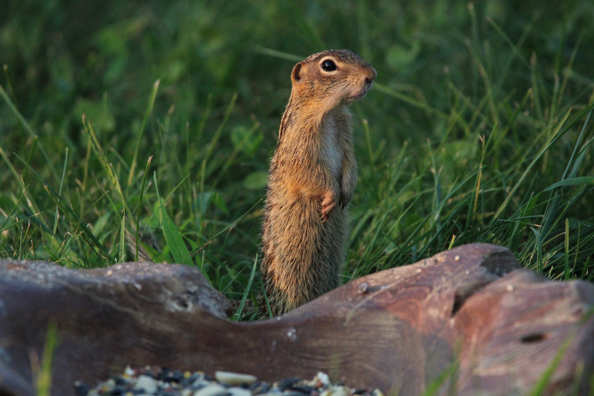 13-lined Ground Squirrel