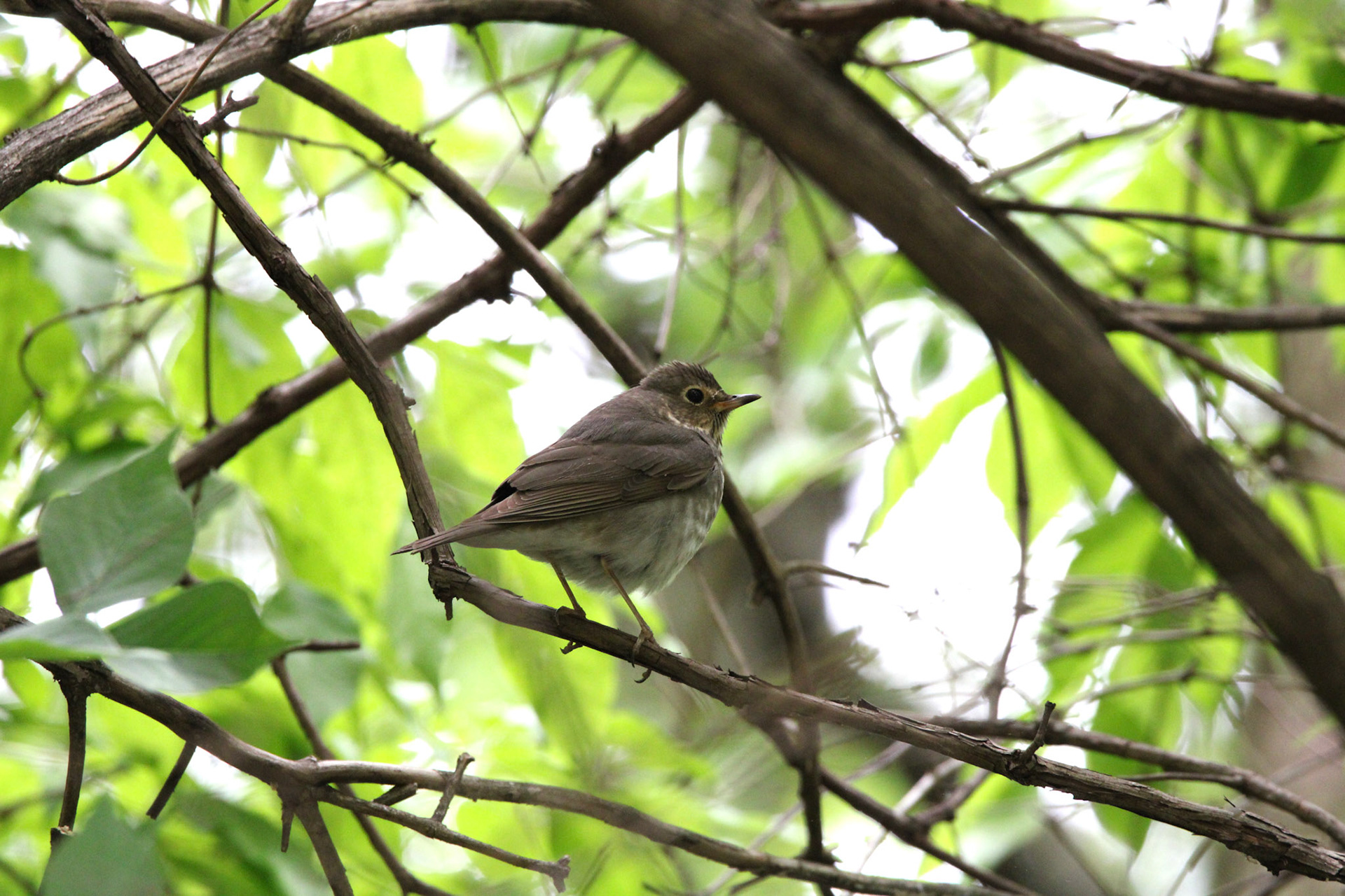 Swainson's Thrush