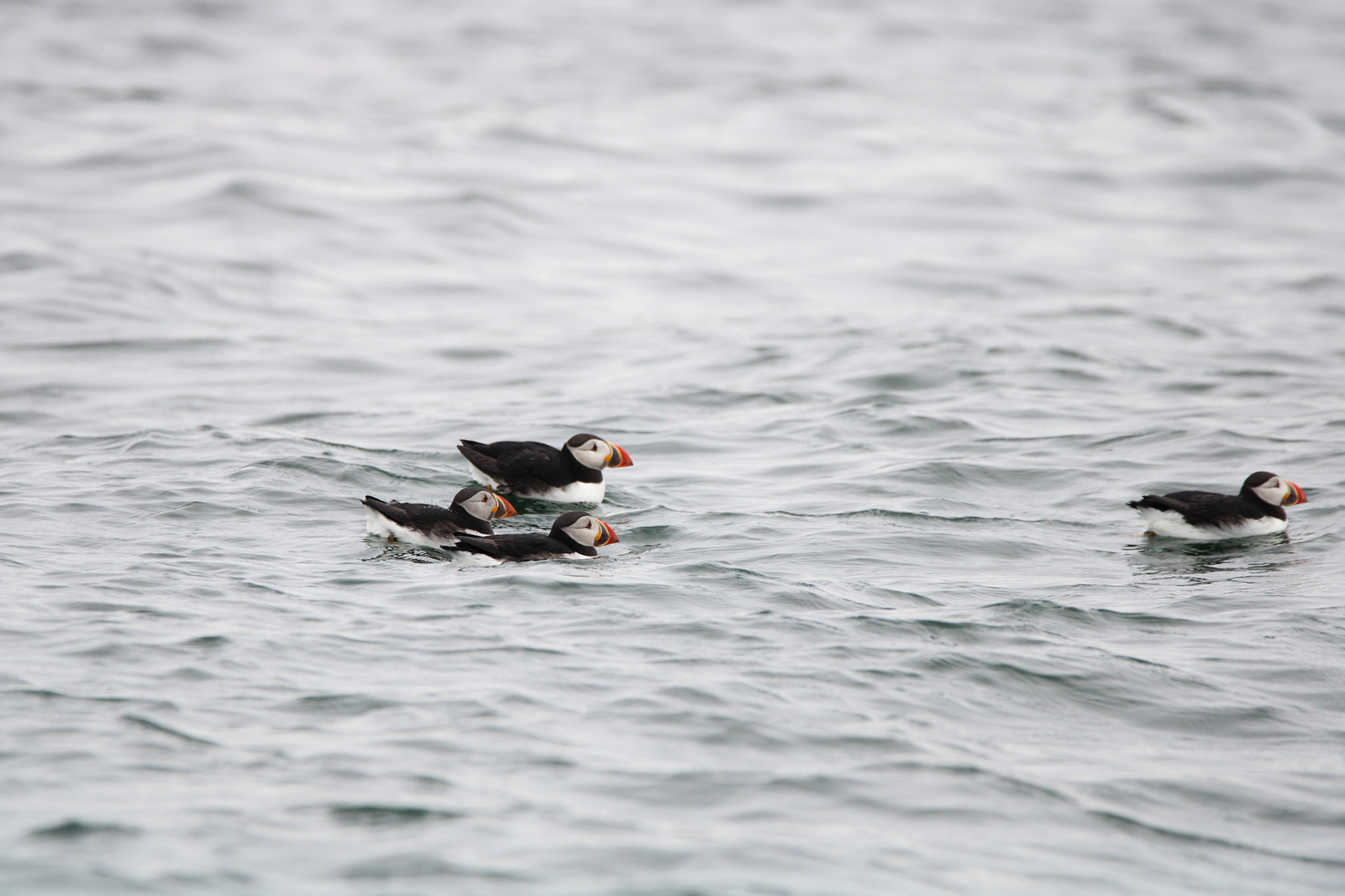 Atlantic Puffin