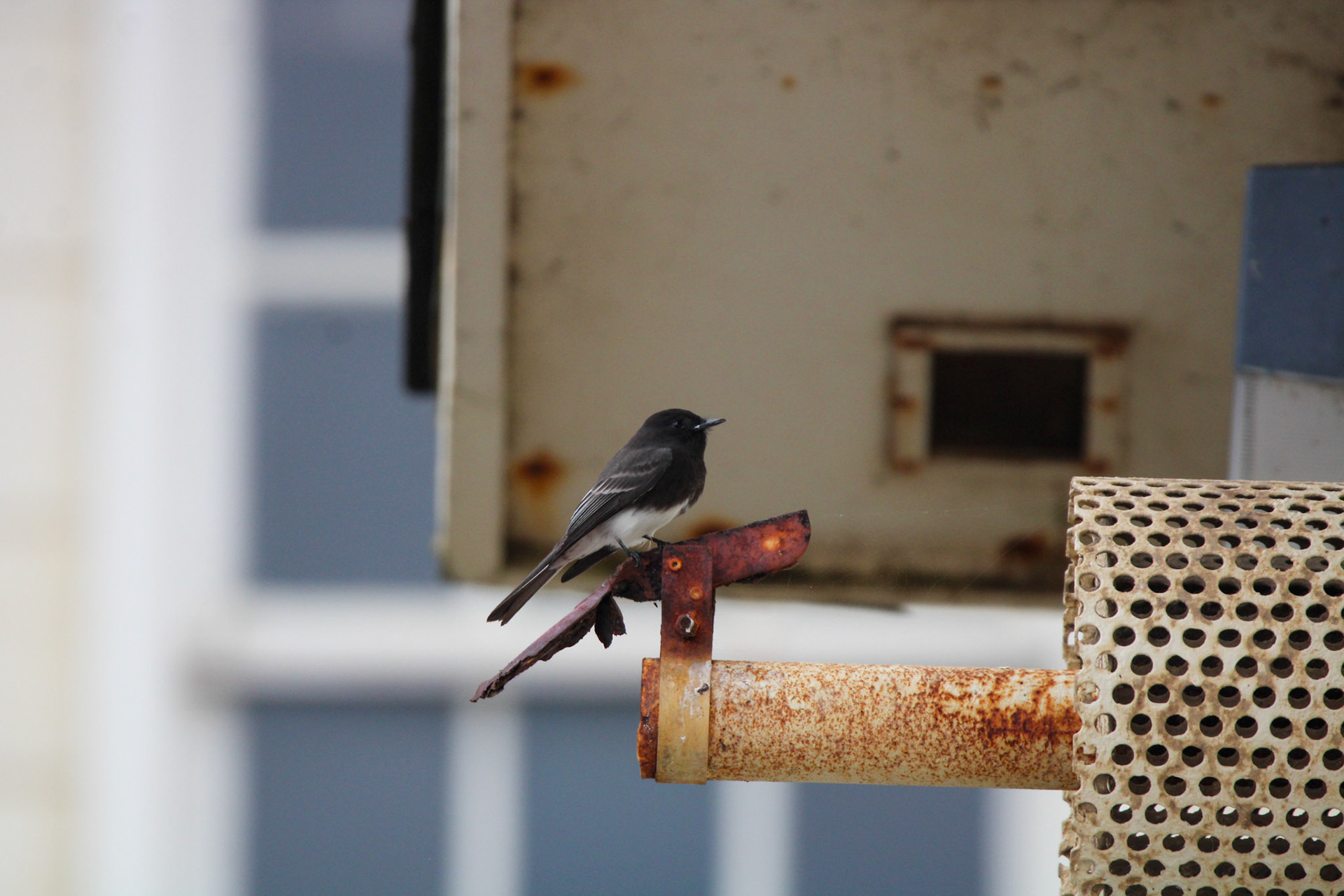 Black Phoebe - Rodeo Lagoon