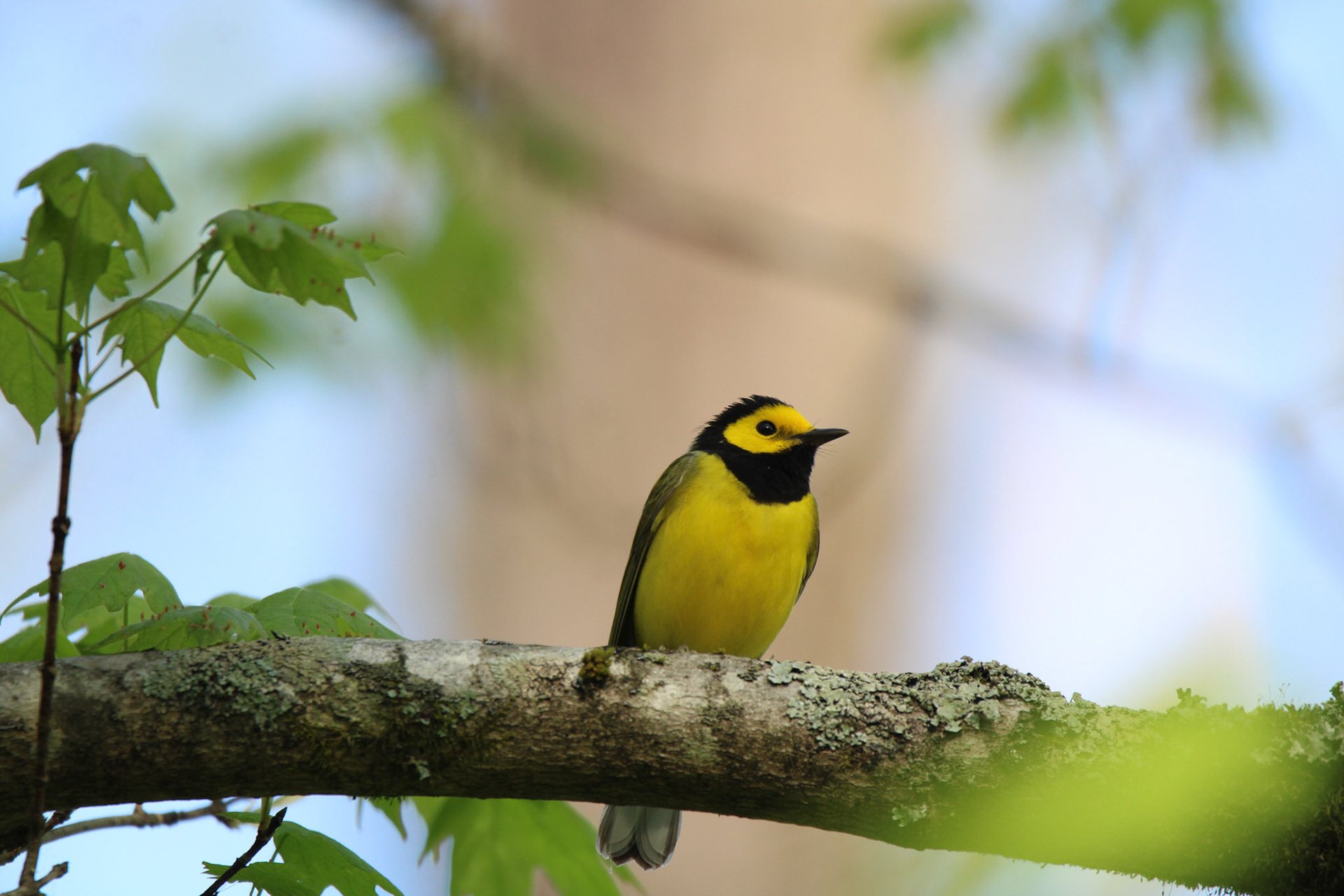 Hooded Warbler