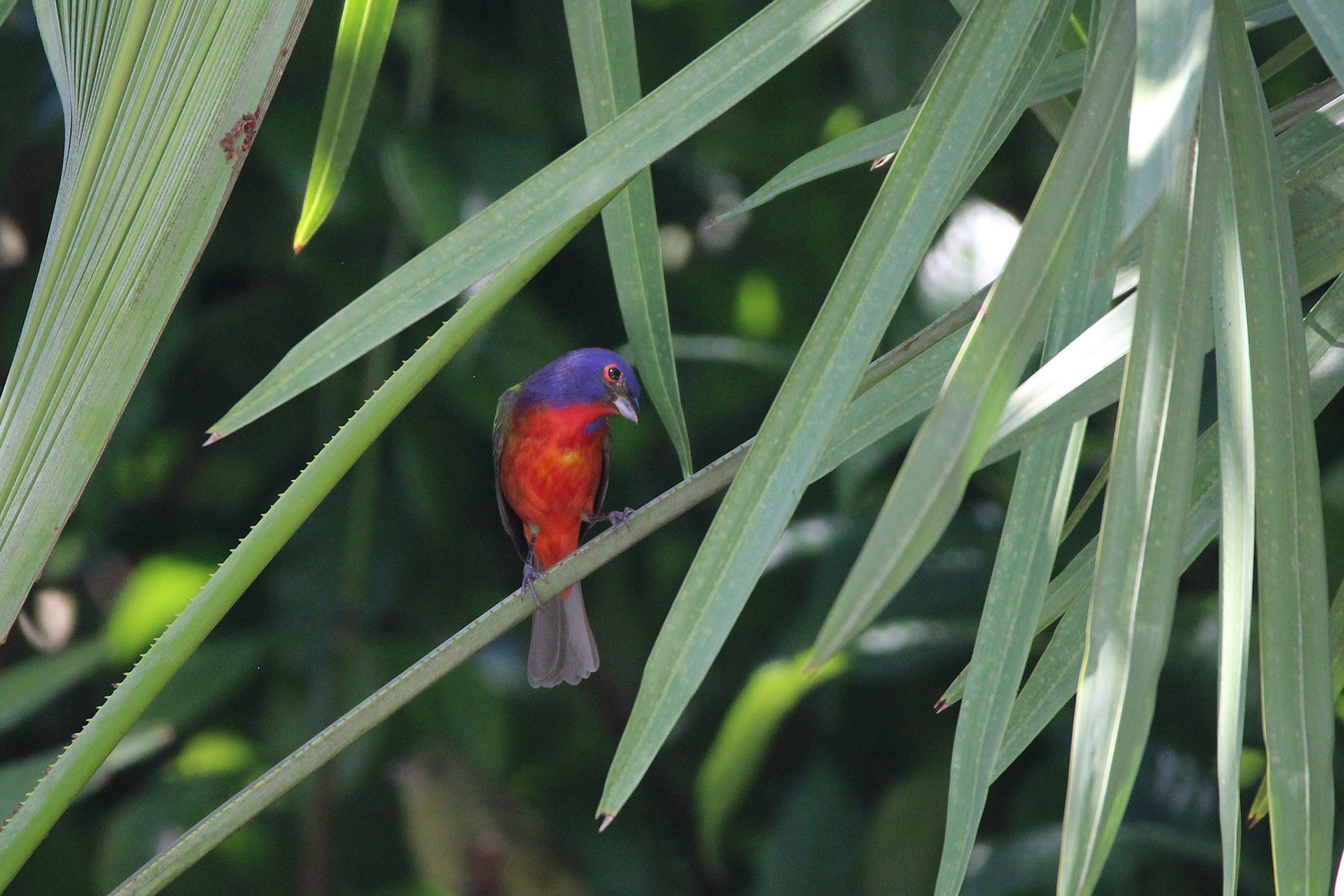 Painted Bunting