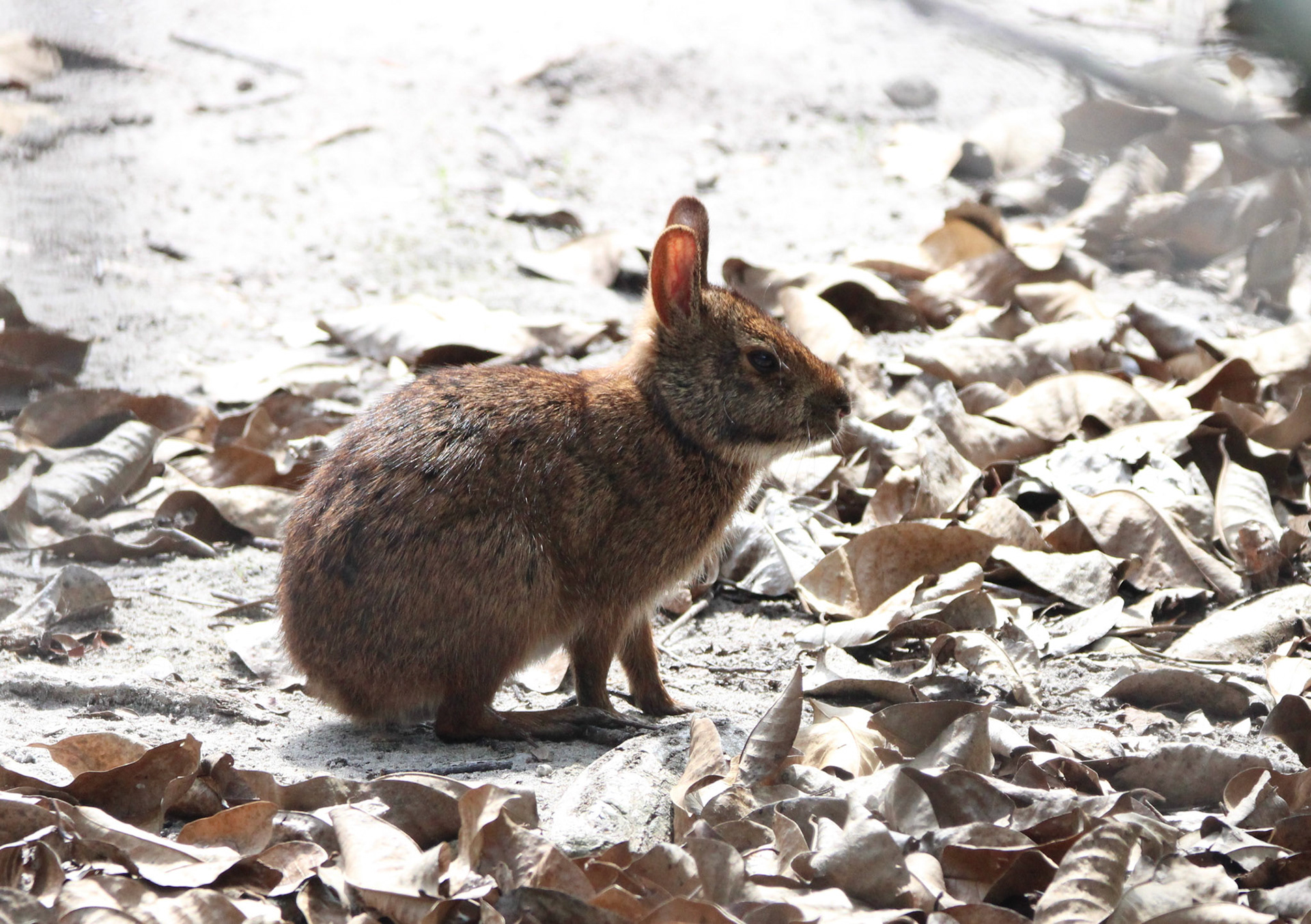 Marsh Rabbit - Wakodahatchee Wetlands