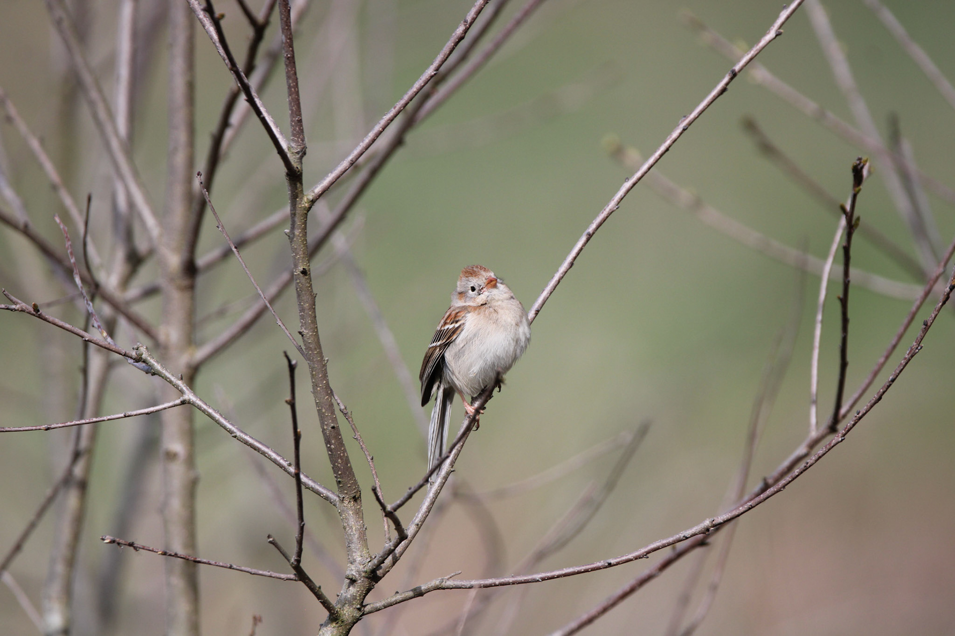 Field Sparrow