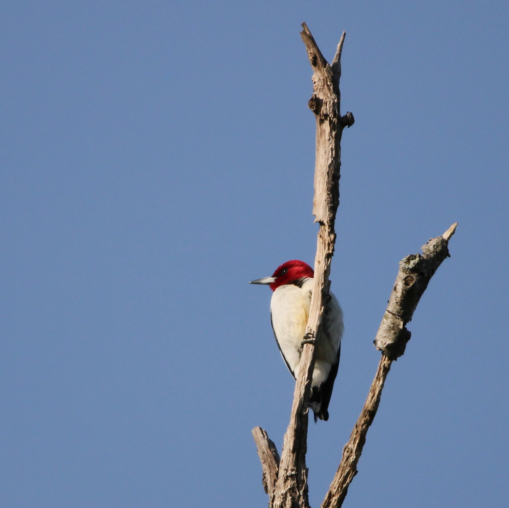 Red-headed Woodpecker