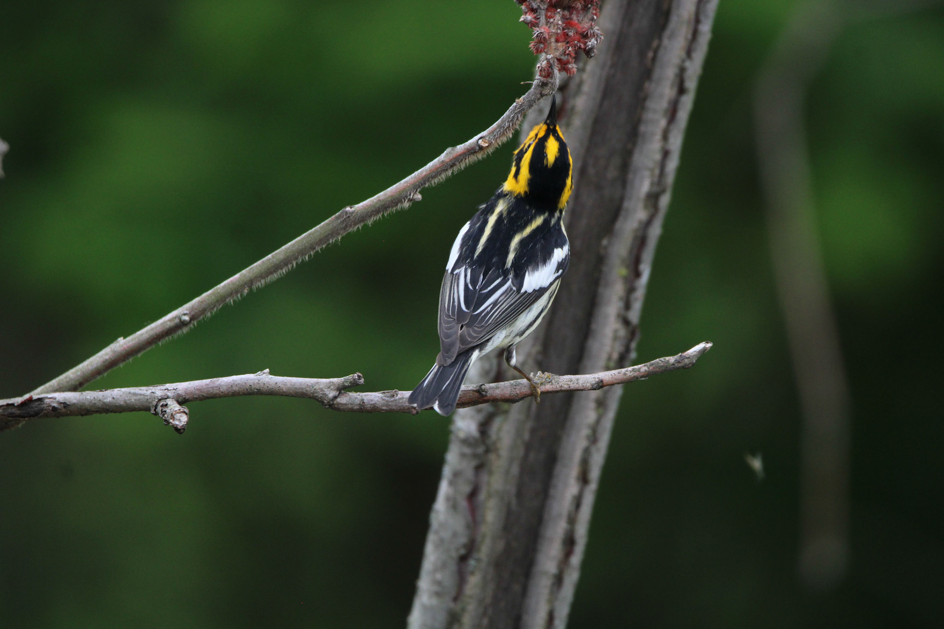 Blackburnian Warbler