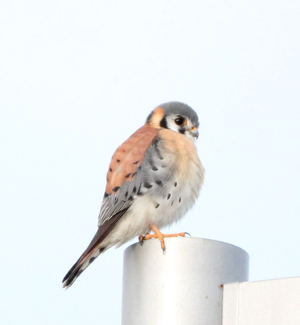 American Kestrel