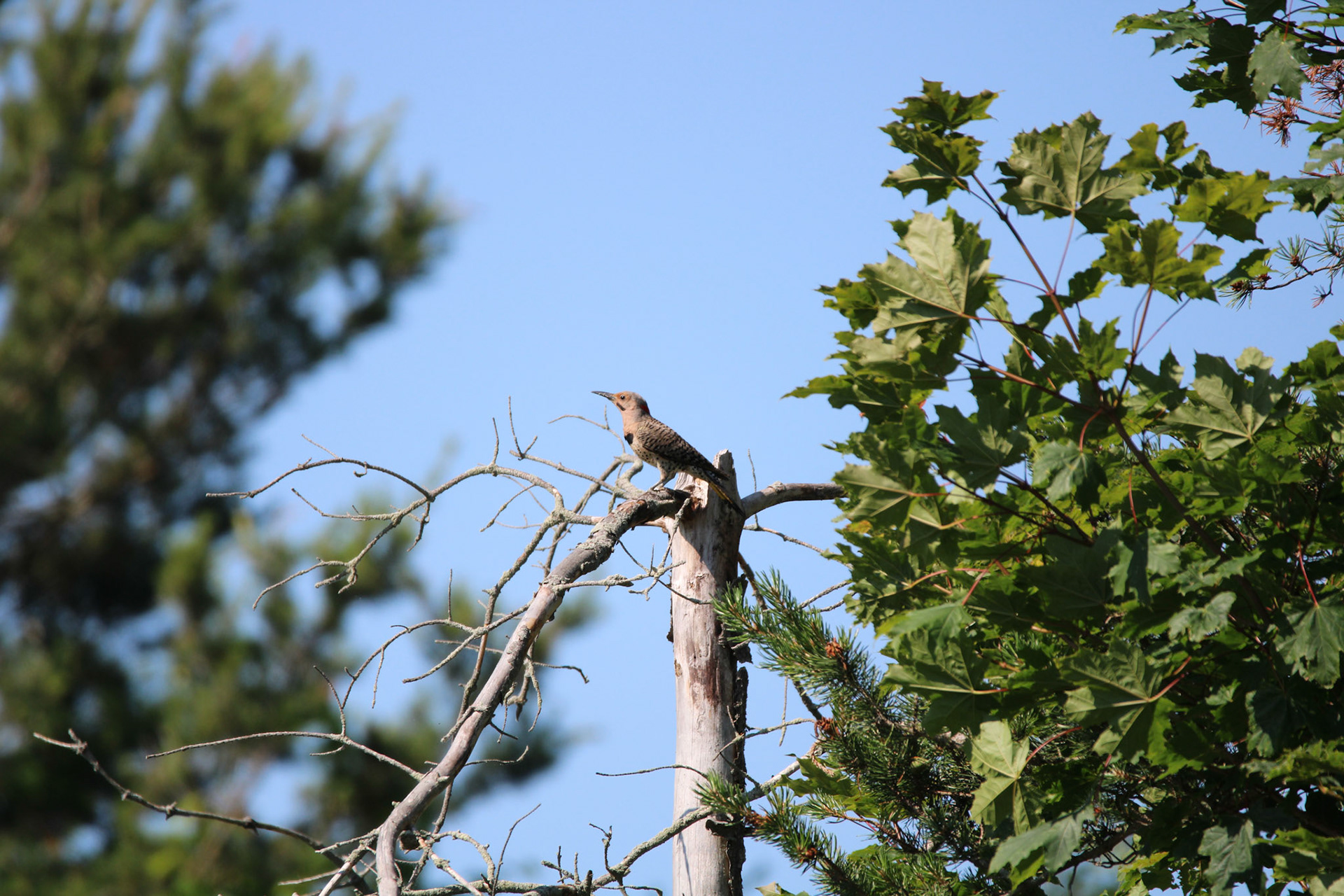 Northern Flicker